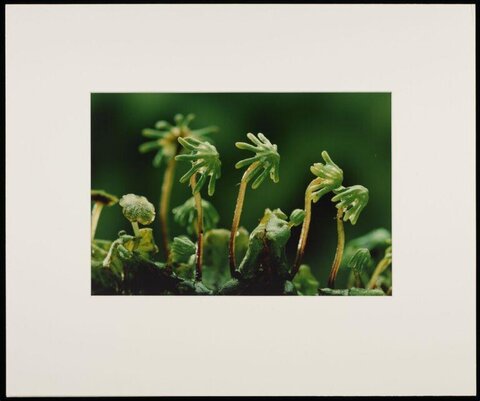 Macro Shot of Liverwort Plants