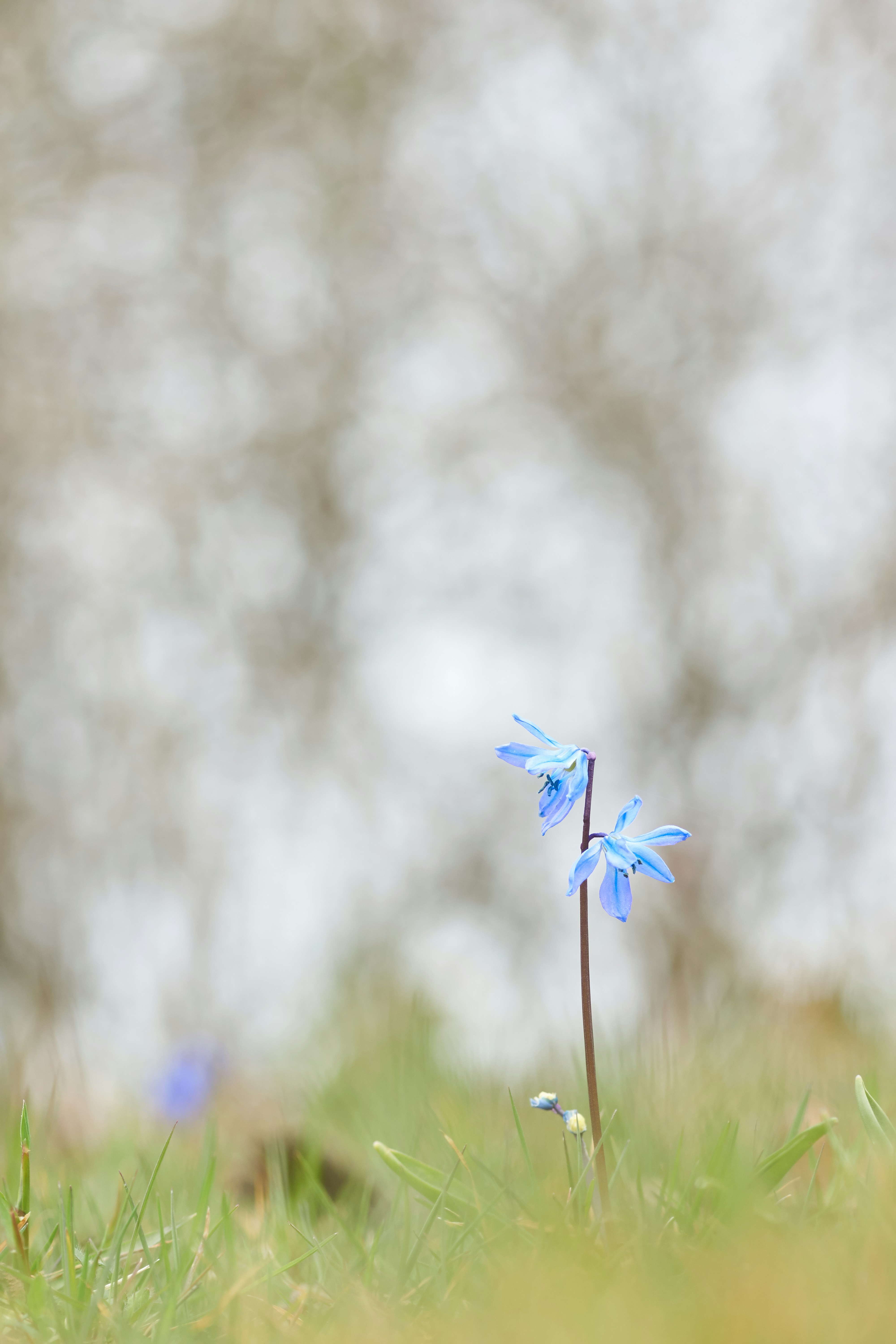 Blue Spring Flower in Green Grass