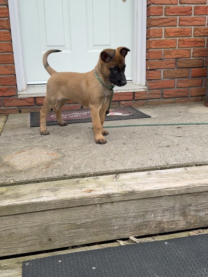 Belgian Malinois Puppy On Front Porch