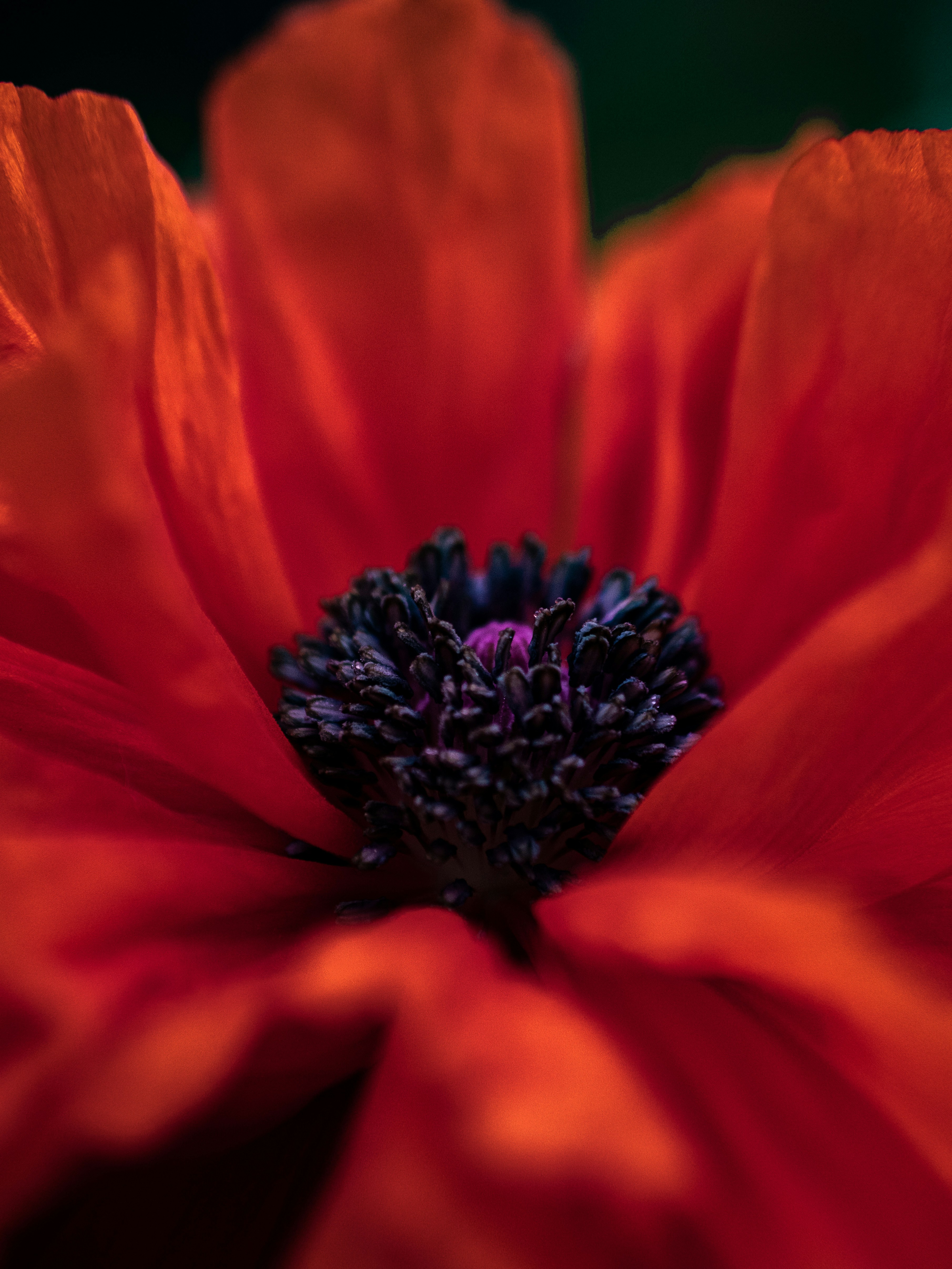Close-up of Red Poppy Flower