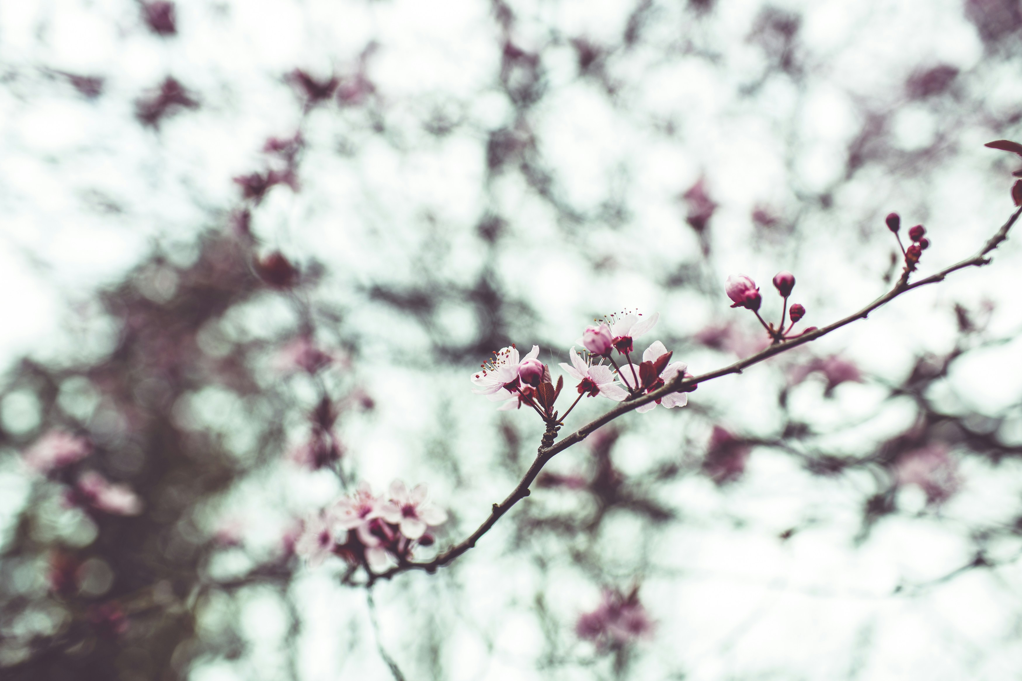 Blooming Pink Cherry Blossom Branch