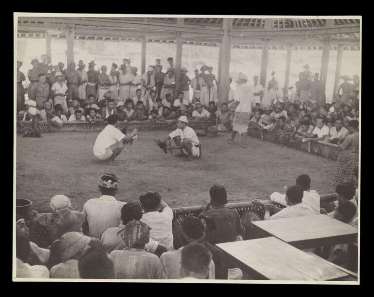 Vintage Cockfighting Match With Spectators