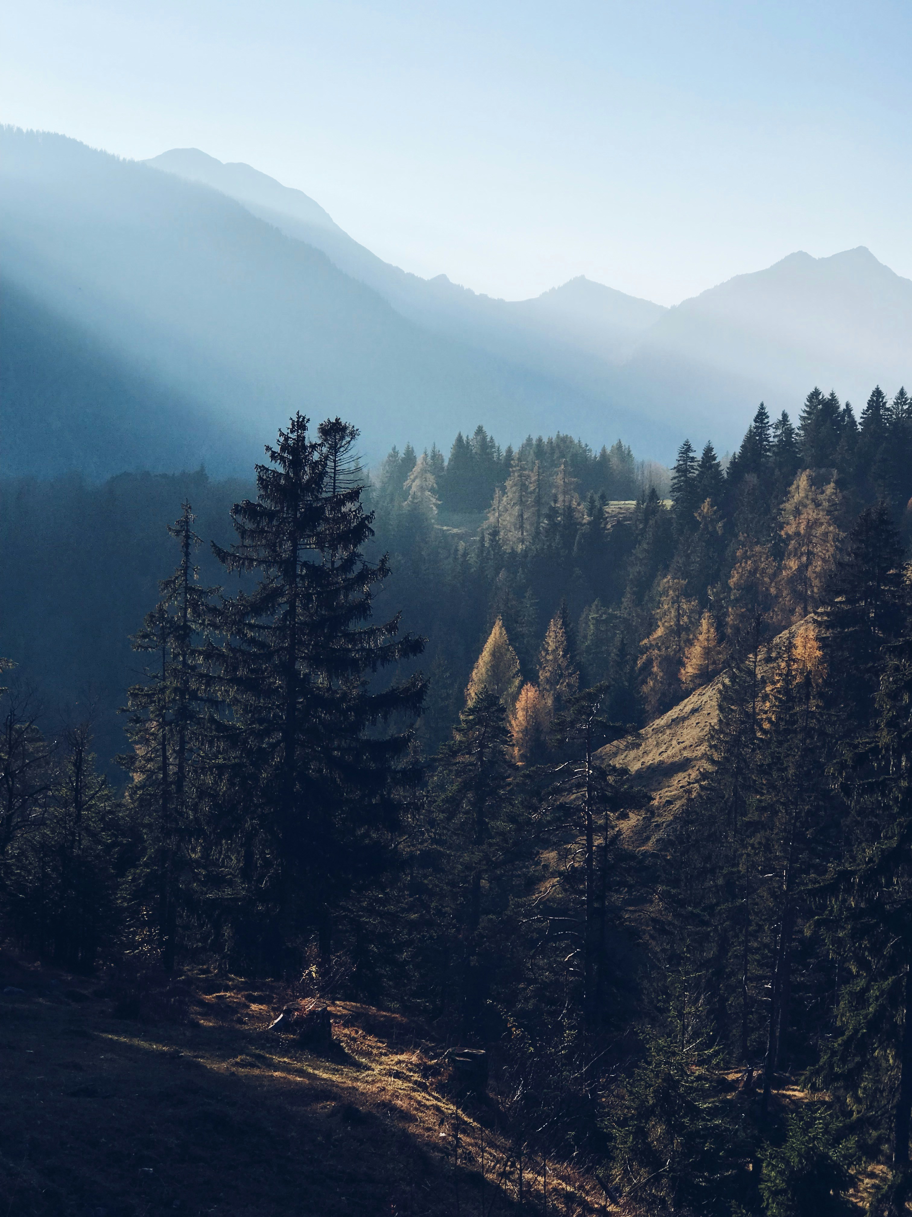 Autumn Mountain Forest