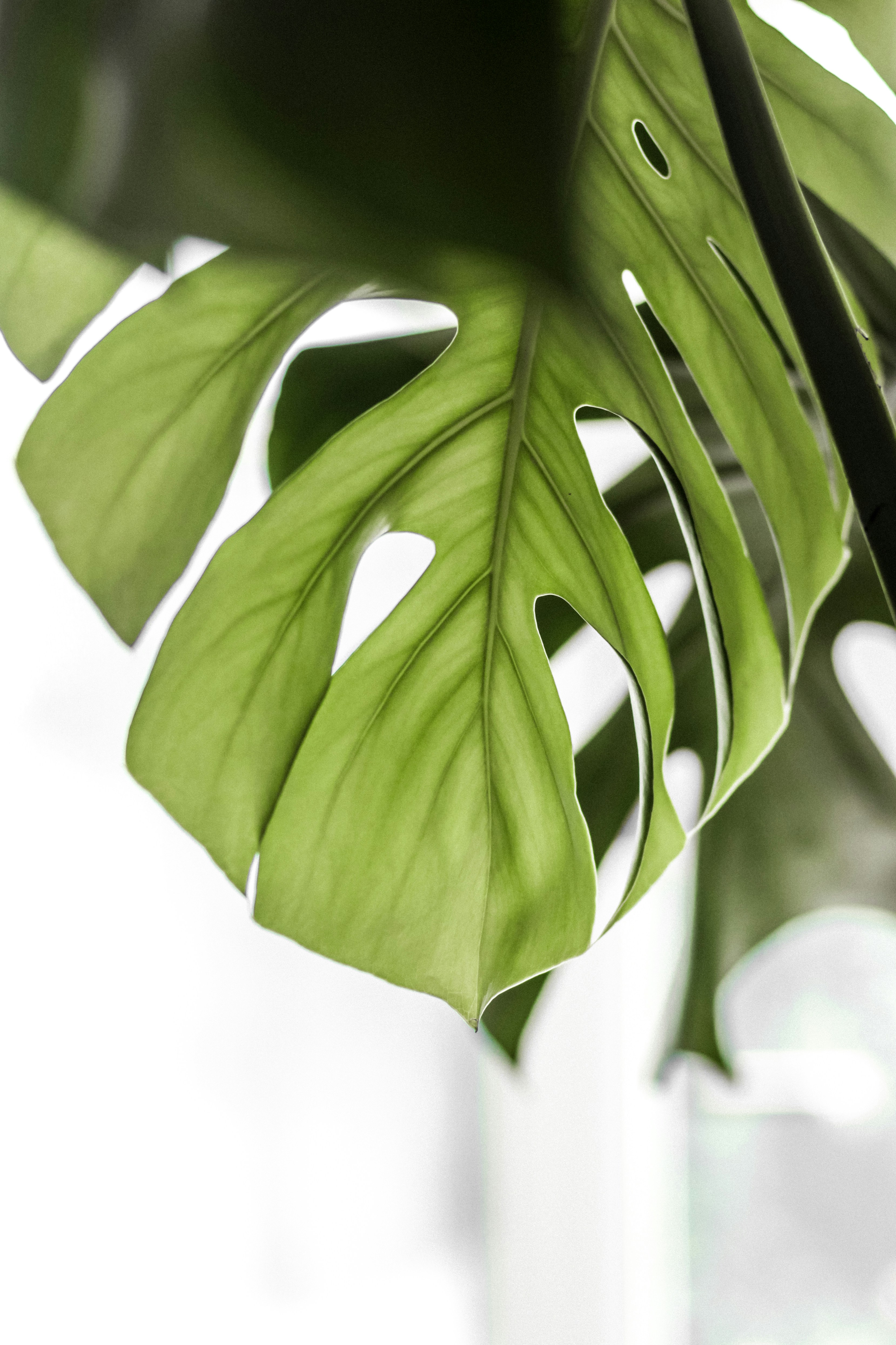 Close Up of Monstera Leaf