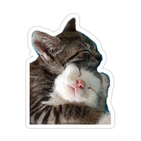 Two Cuddling Sleeping Kittens