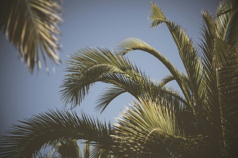 Palm Fronds Against Clear Sky