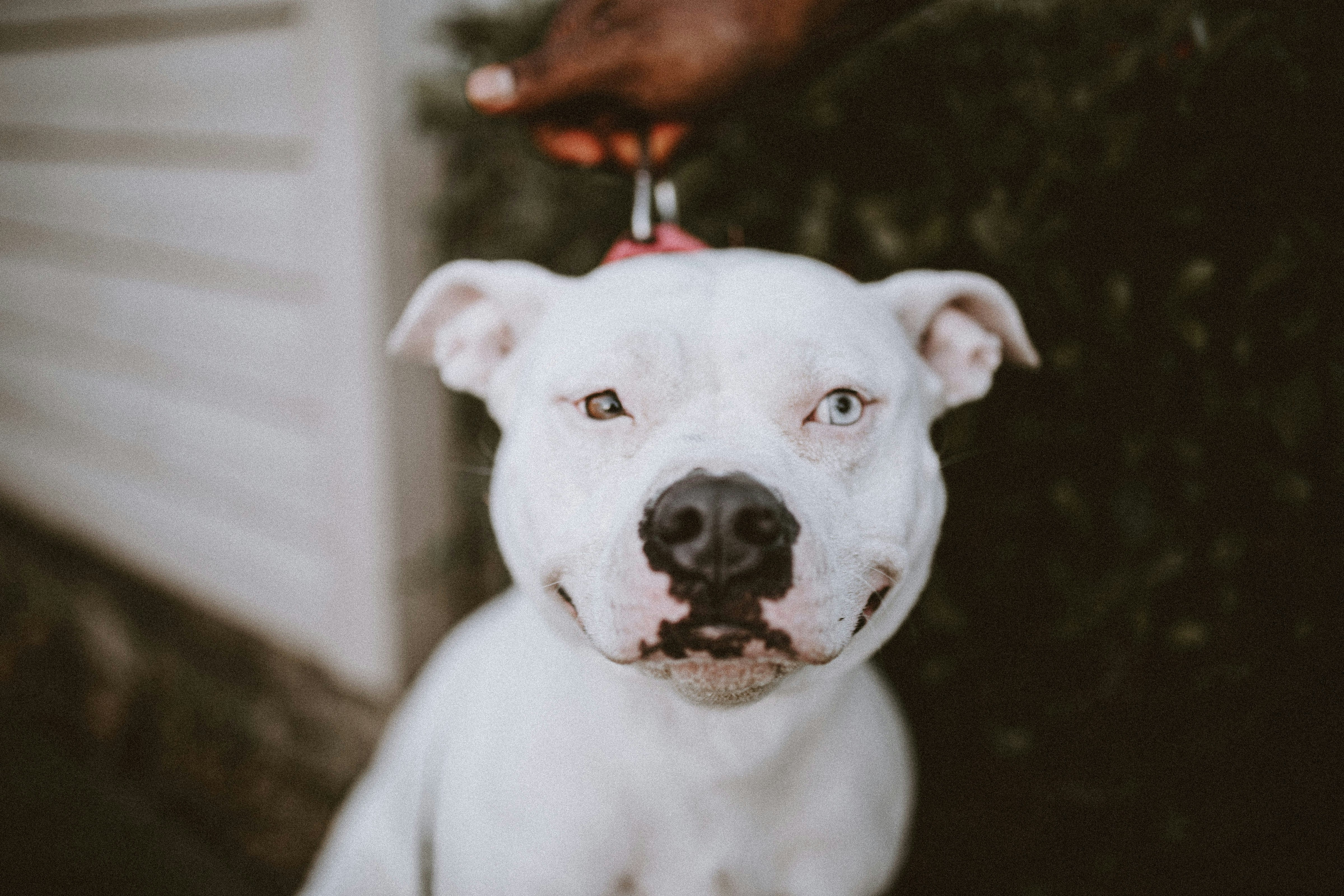 White Odd-eyed Pit Bull Dog