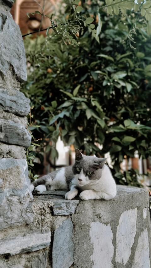 Gray and White Cat on Stone Wall