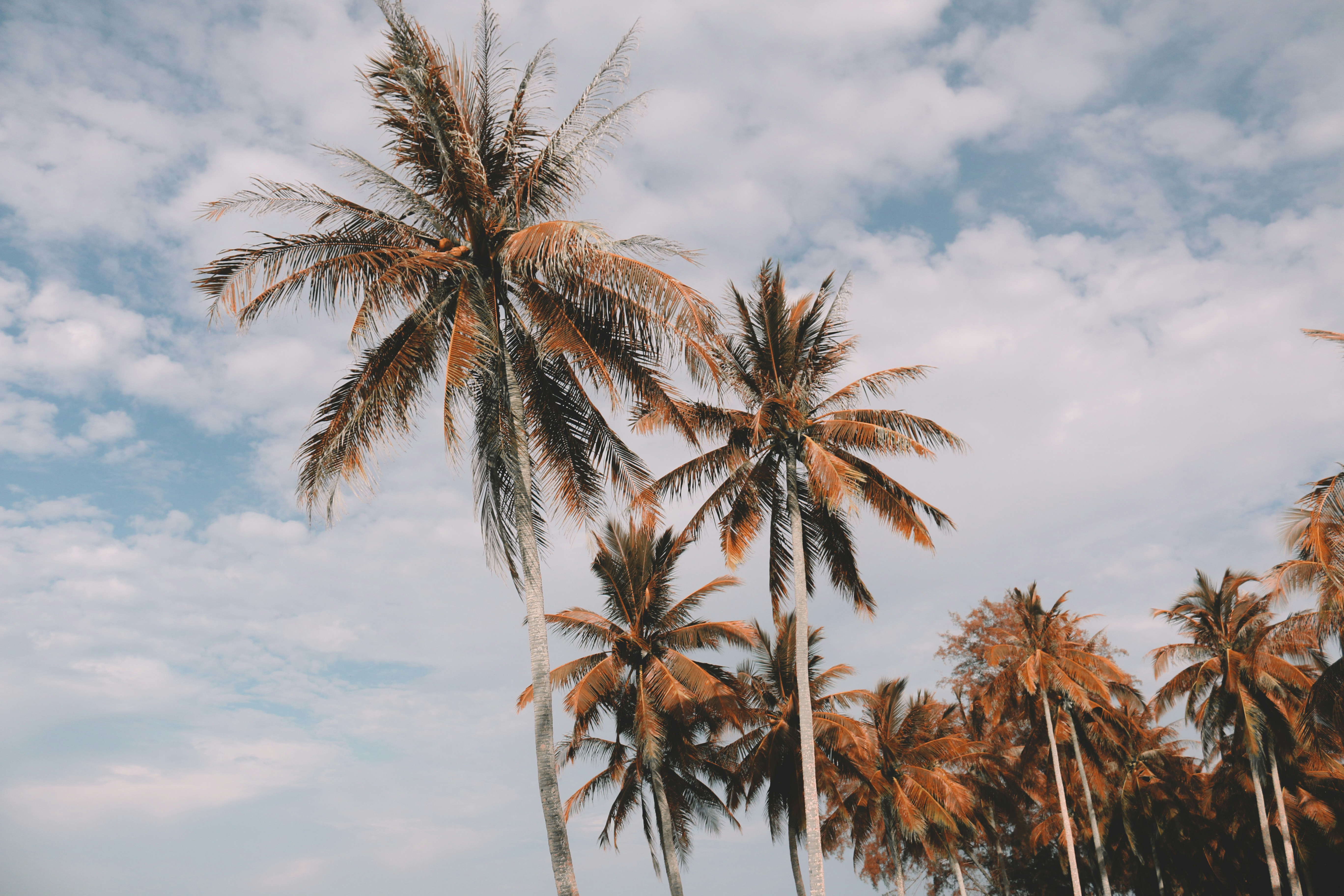 Coconut Palm Grove Under Cloudy Sky