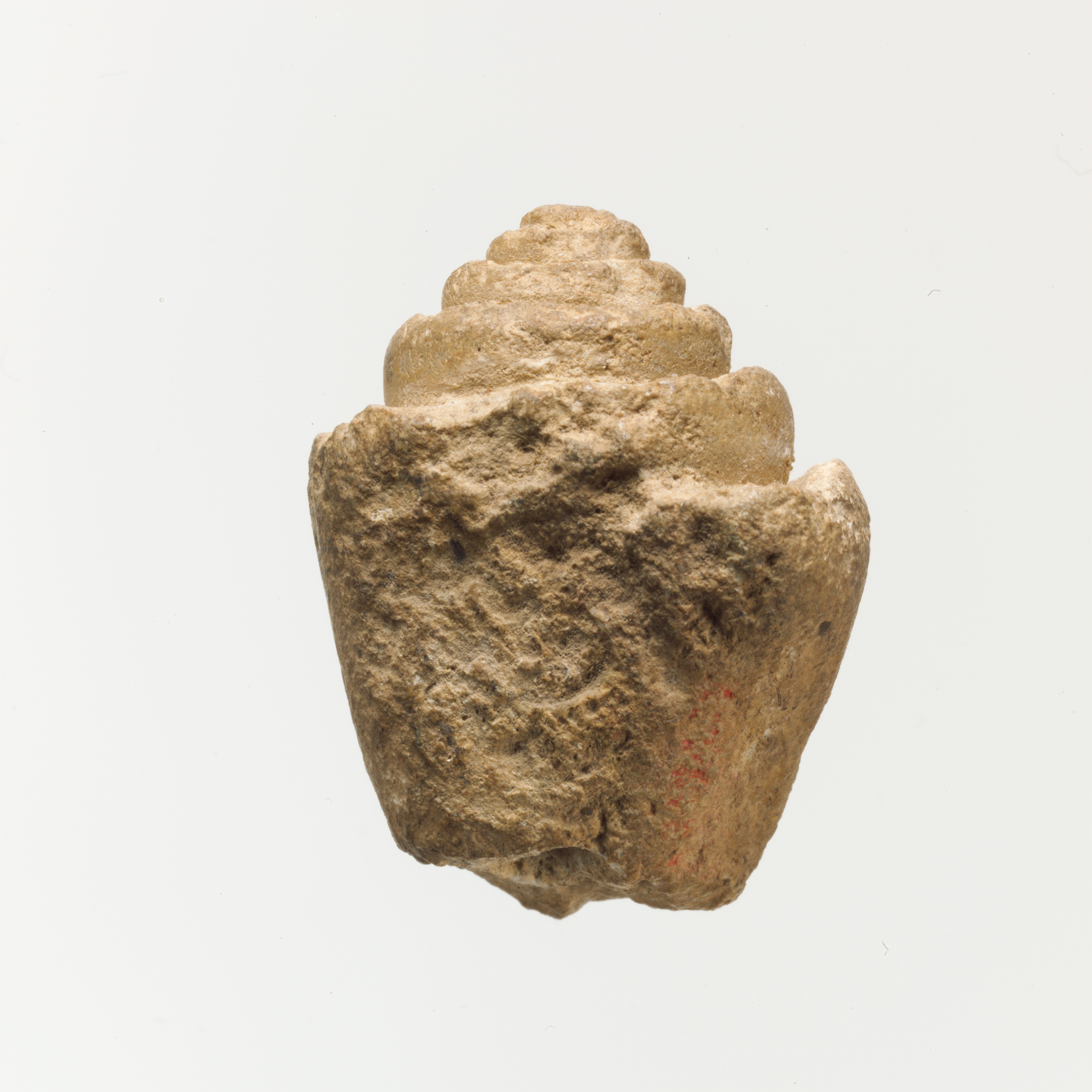 Fossilized Spiral Shell Specimen