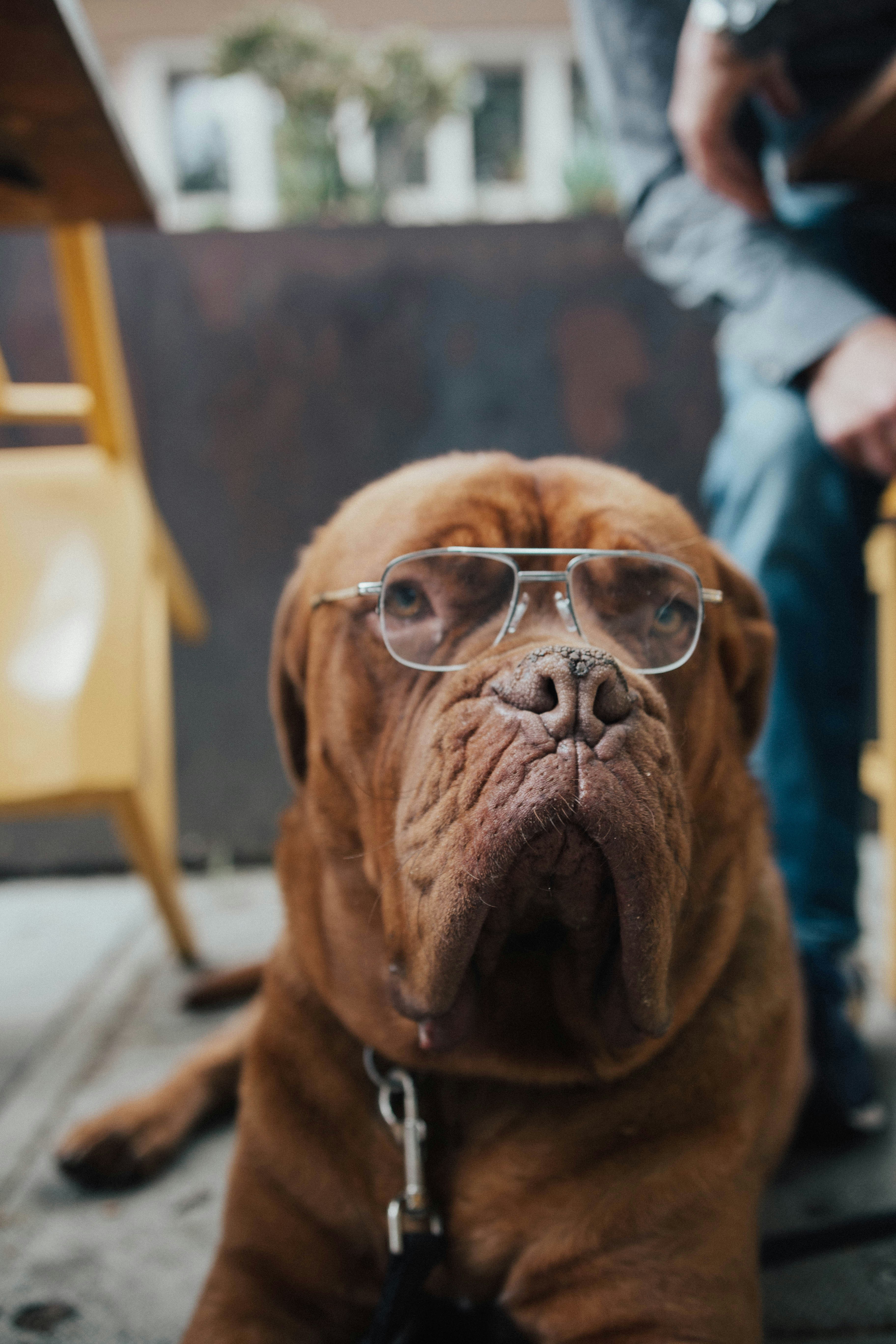 Large Brown Dog Wearing Glasses