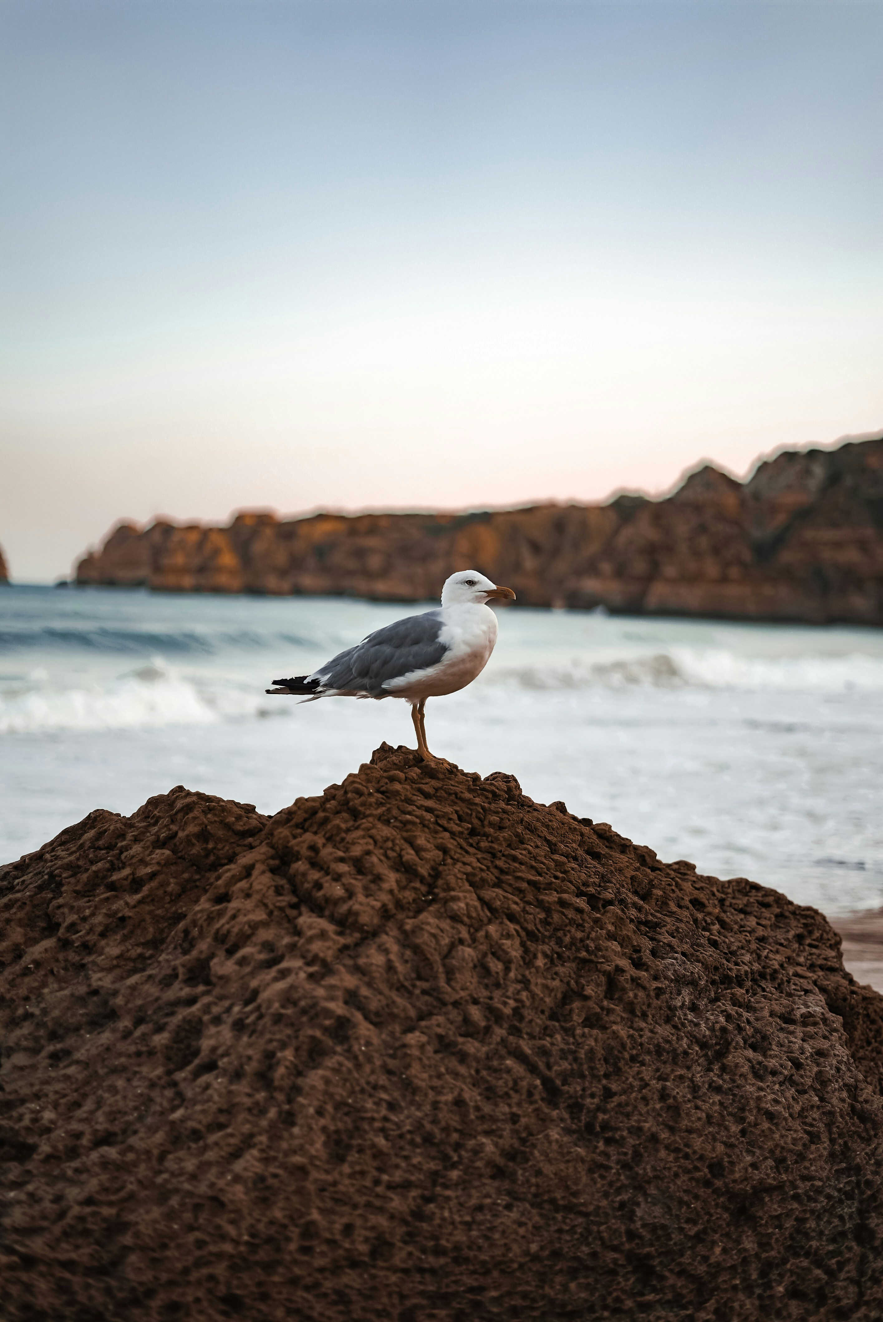 Seagull on Coastal Rock