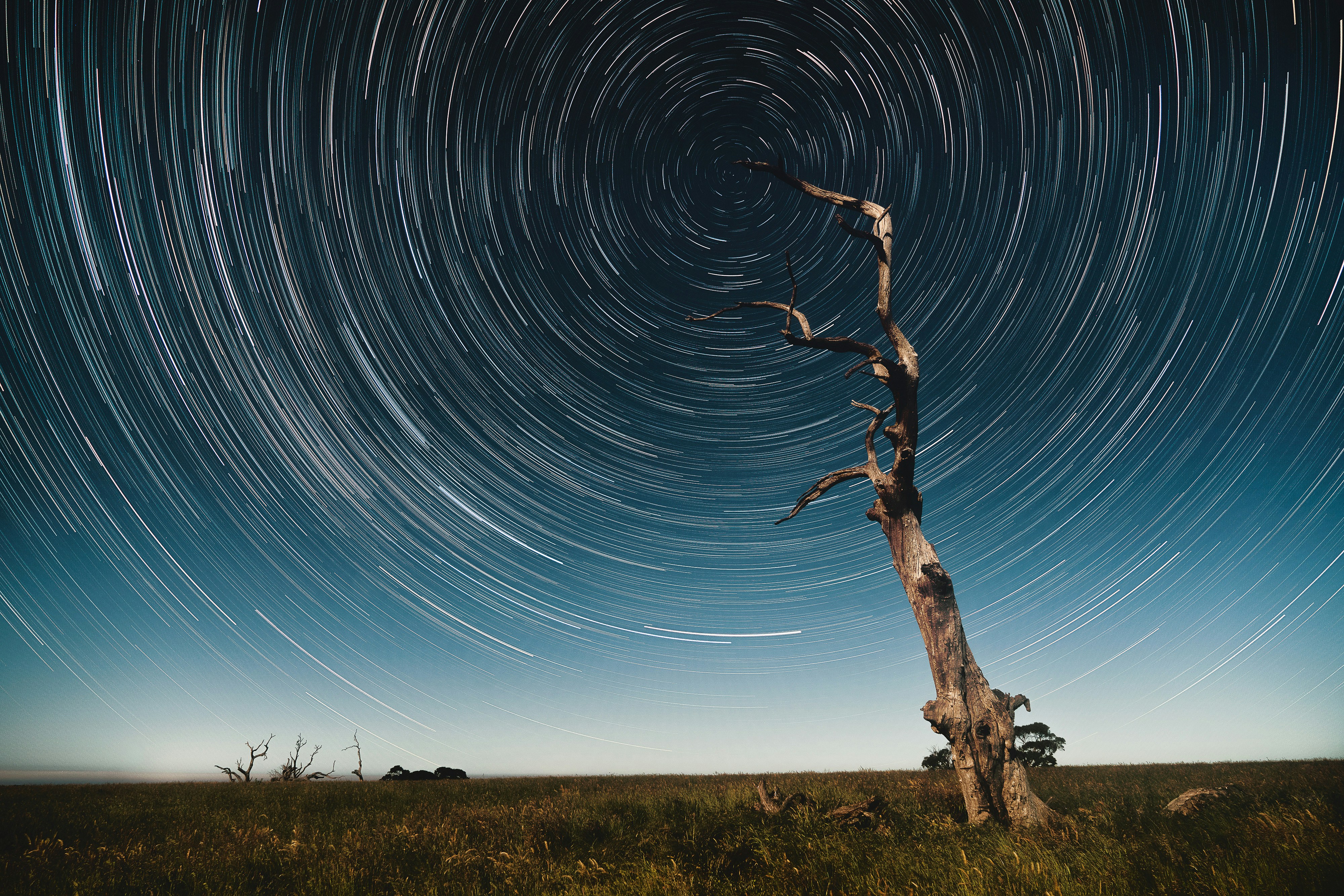 Circular Star Trails Over Dead Tree