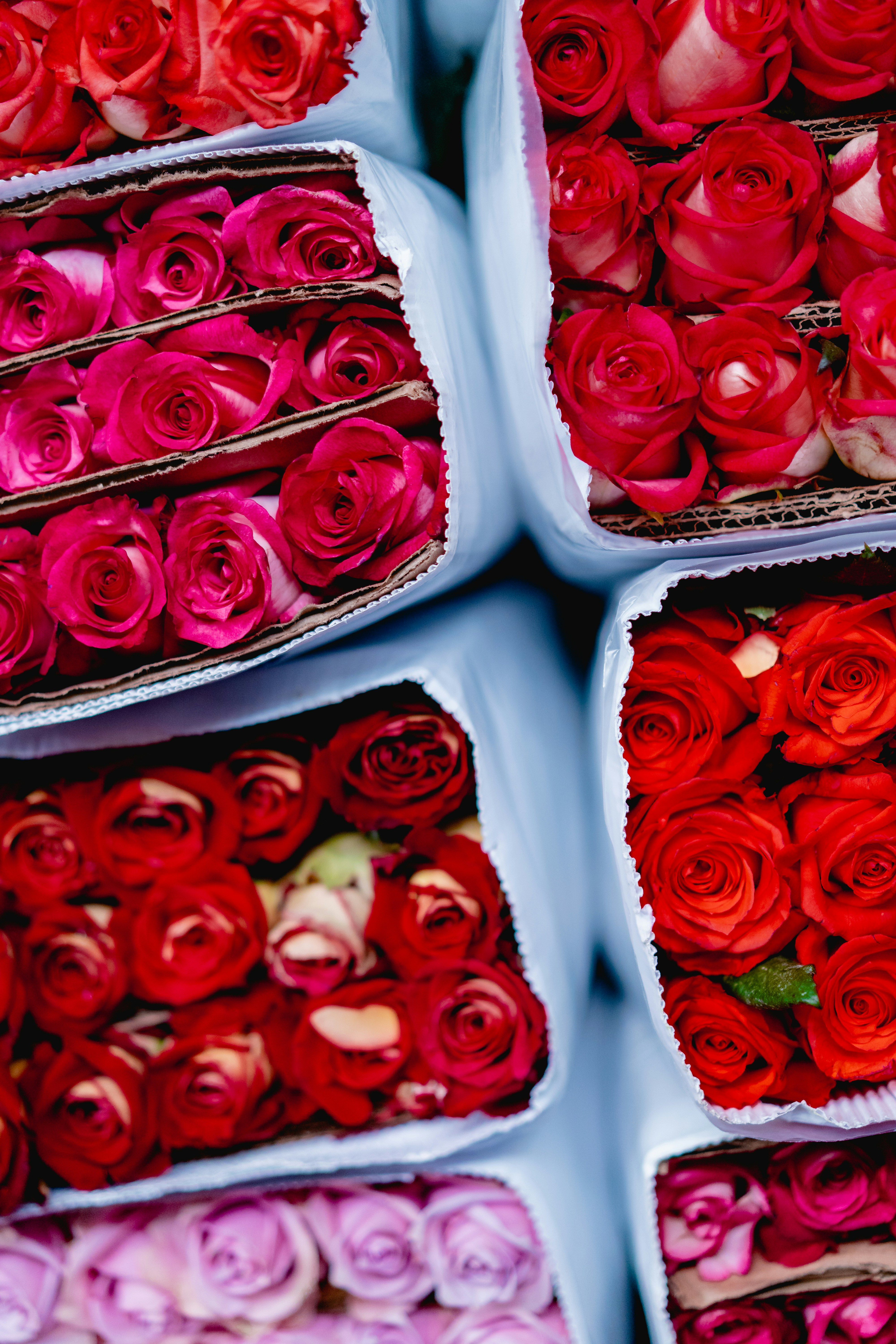 Boxed Assorted Cut Roses