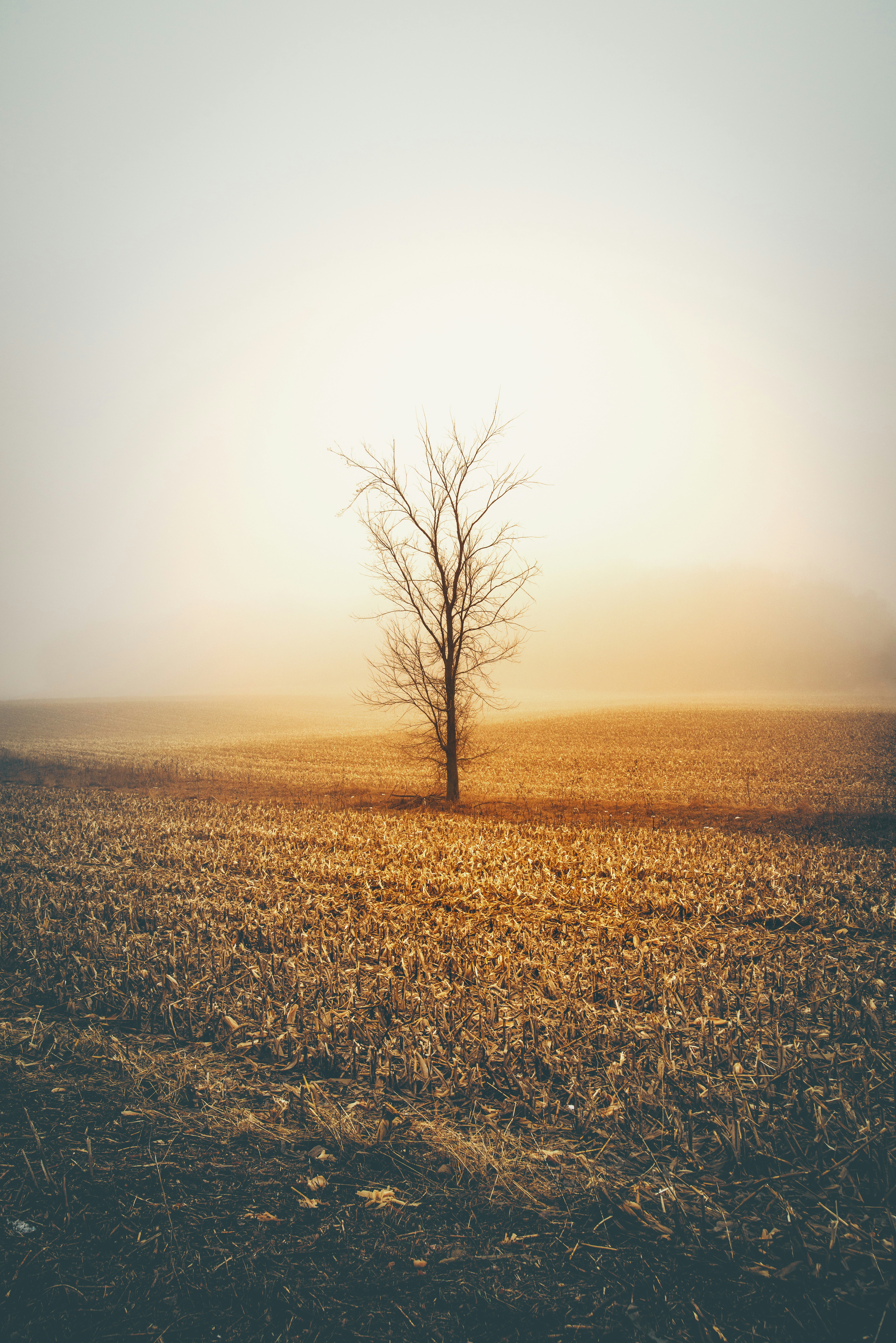 Lone Tree in Foggy Harvested Field