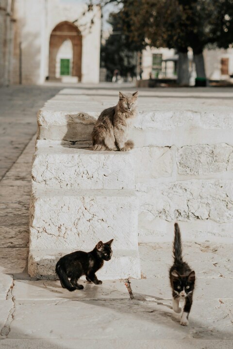 Three Cats in Historic Stone Square