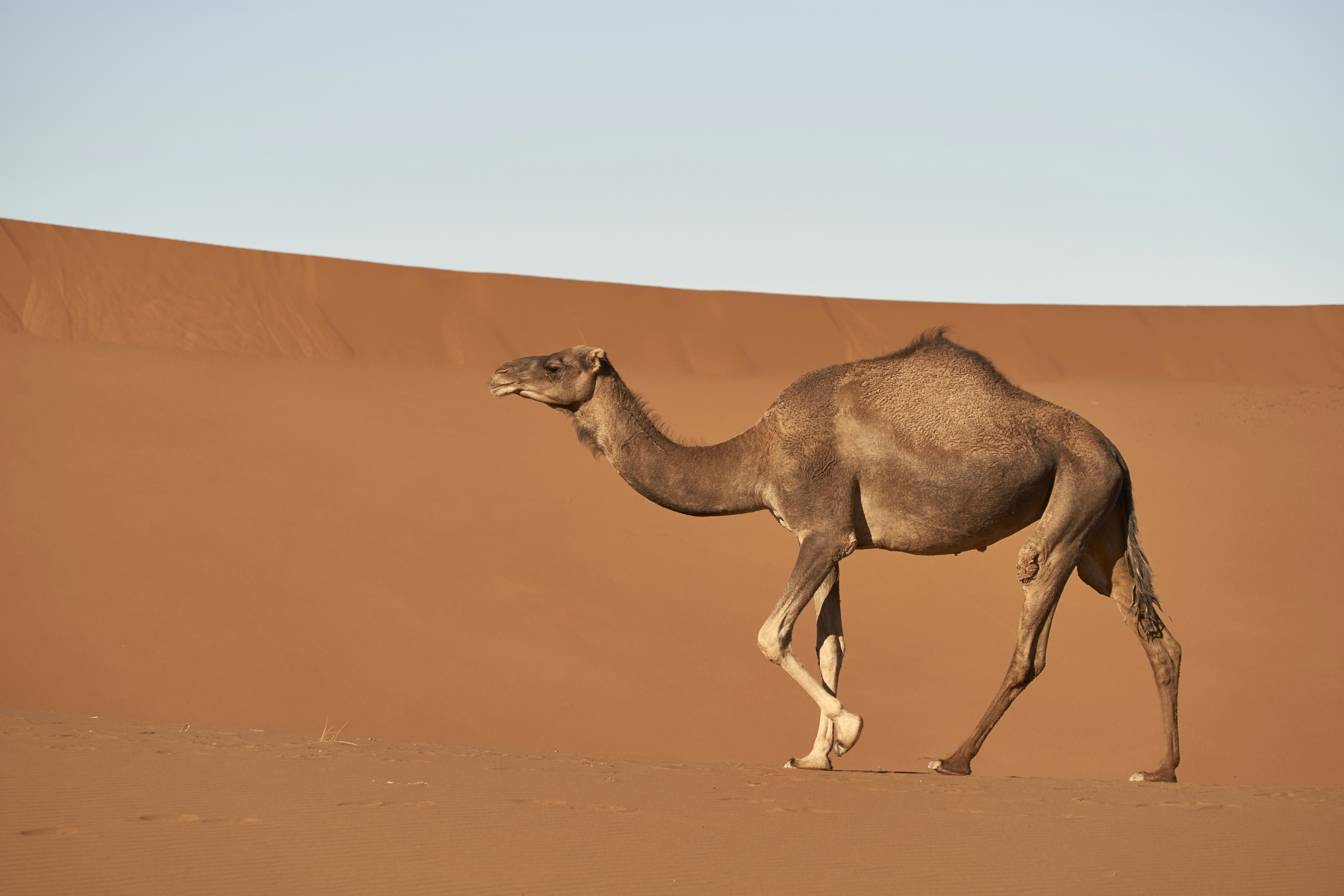 Dromedary Camel Walking in Desert