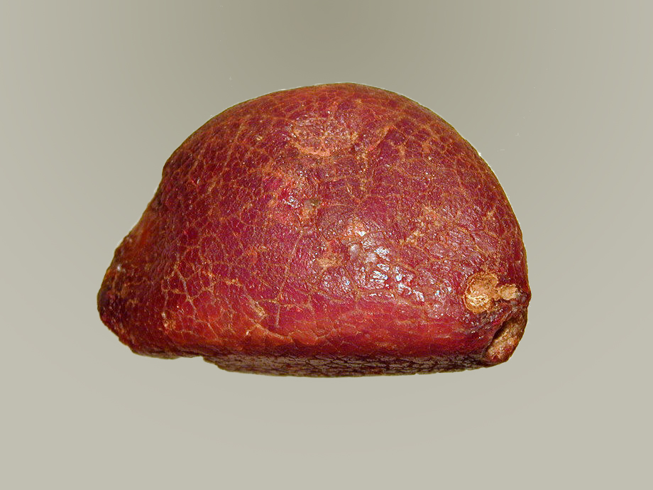Dried Ox Gallstone Sample — Fruit Encyclopedia