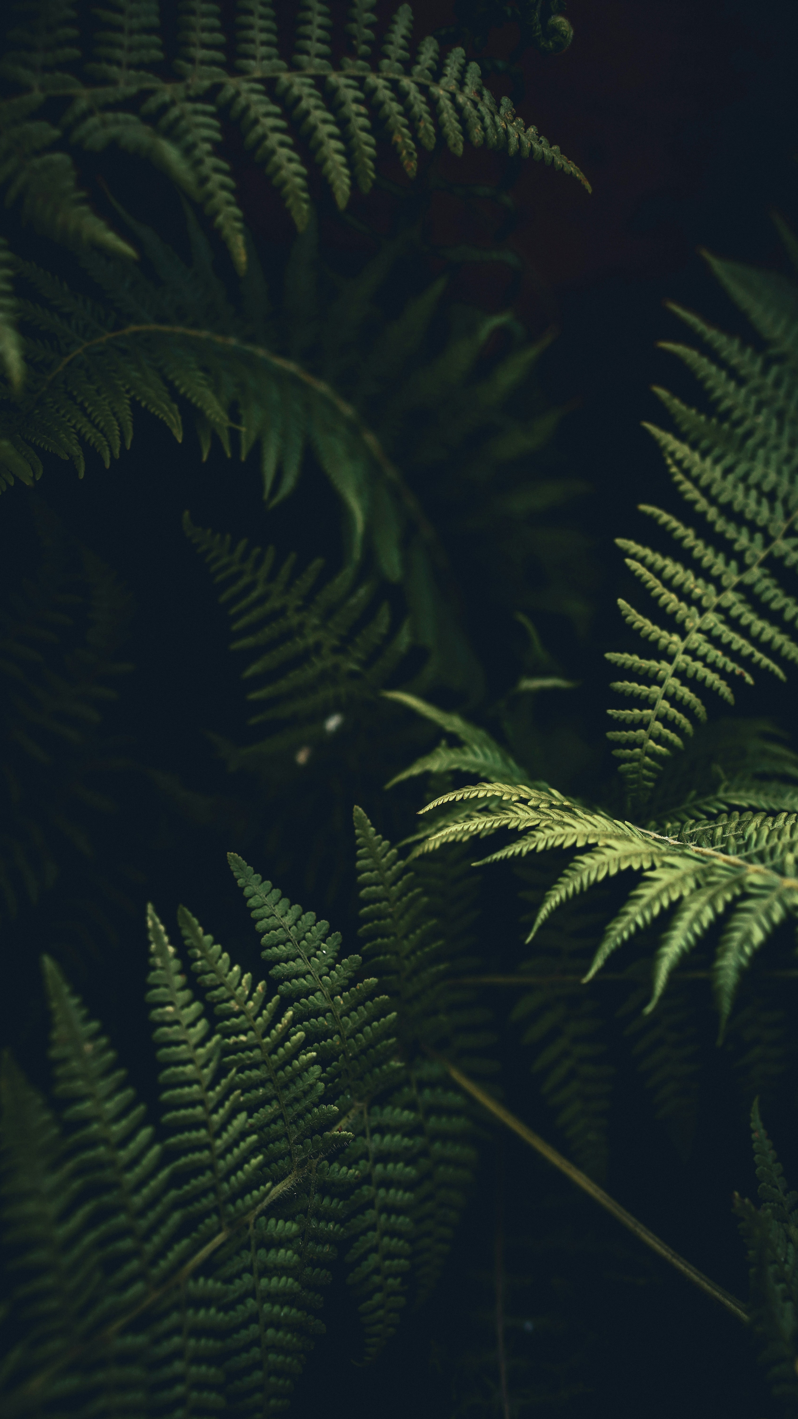 Forest & Flora