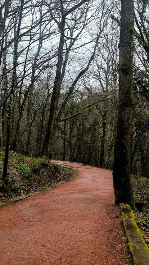 Winding Path Through Winter Forest