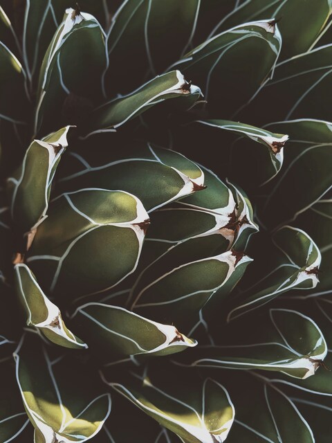 Close-up of Agave Plant