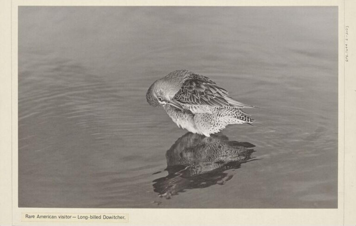 Long-billed Dowitcher Preening in Water