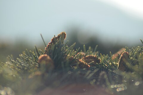 Pine Cones in Morning Sunlight