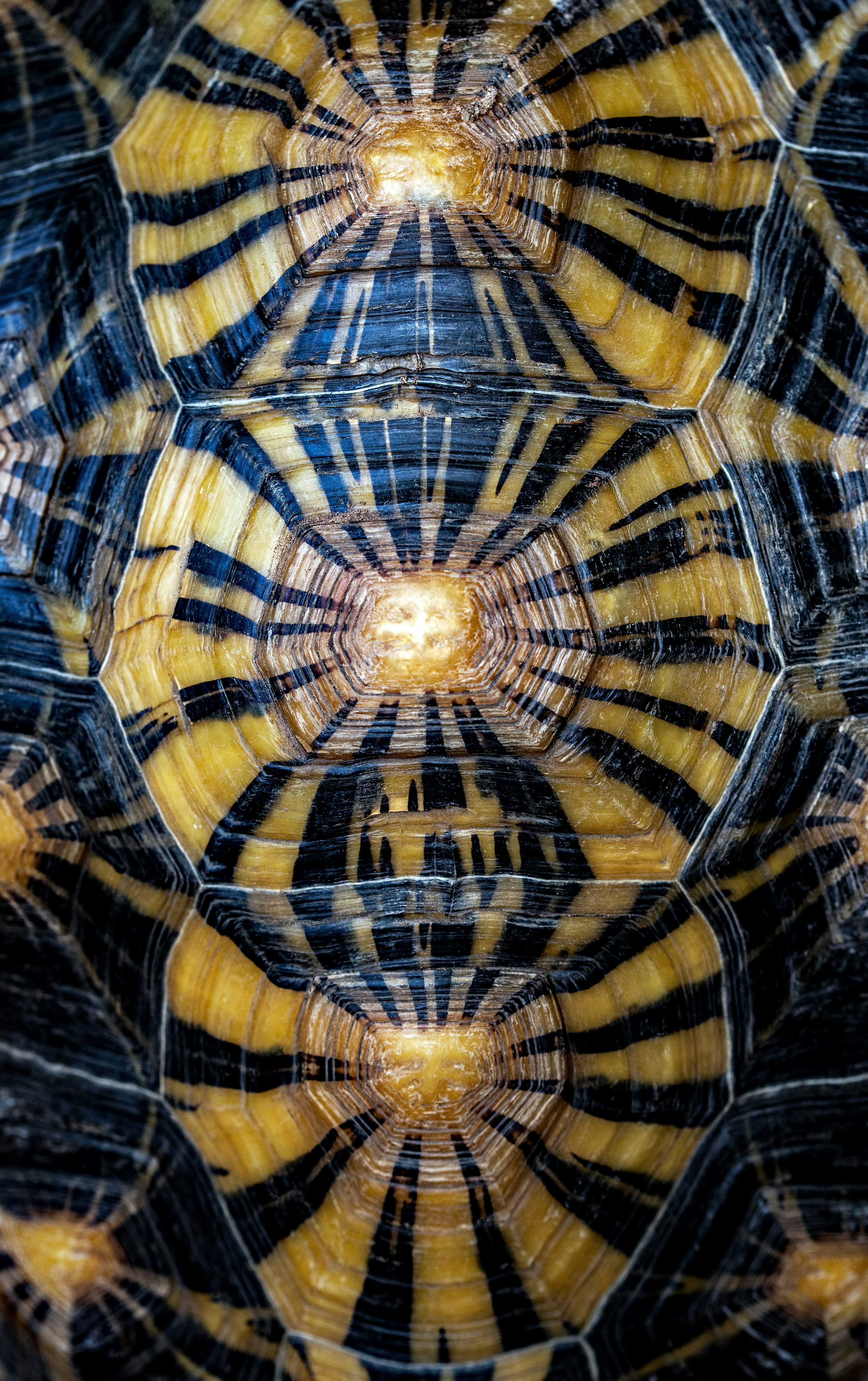 Close-up of Tortoise Shell Patterns