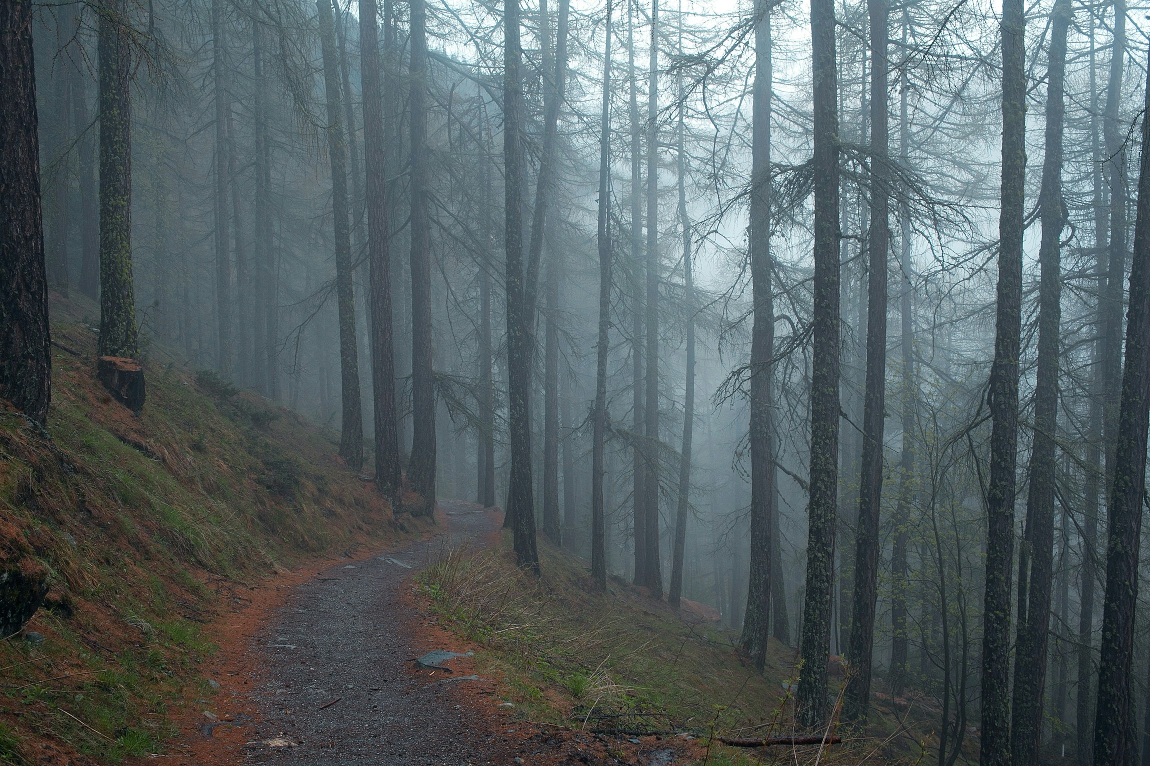 Foggy Mountain Forest Path
