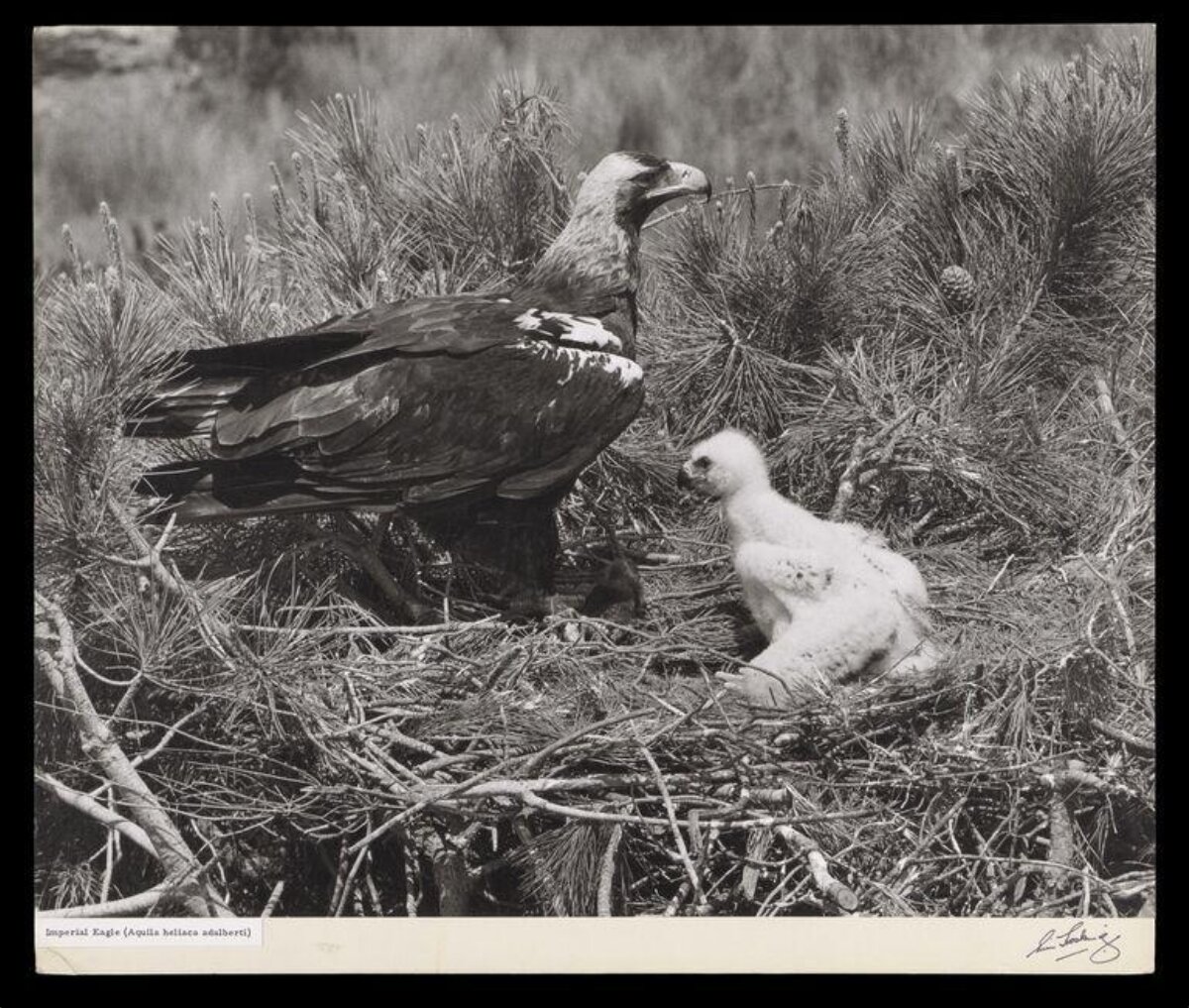 Imperial Eagle and Chick in Nest