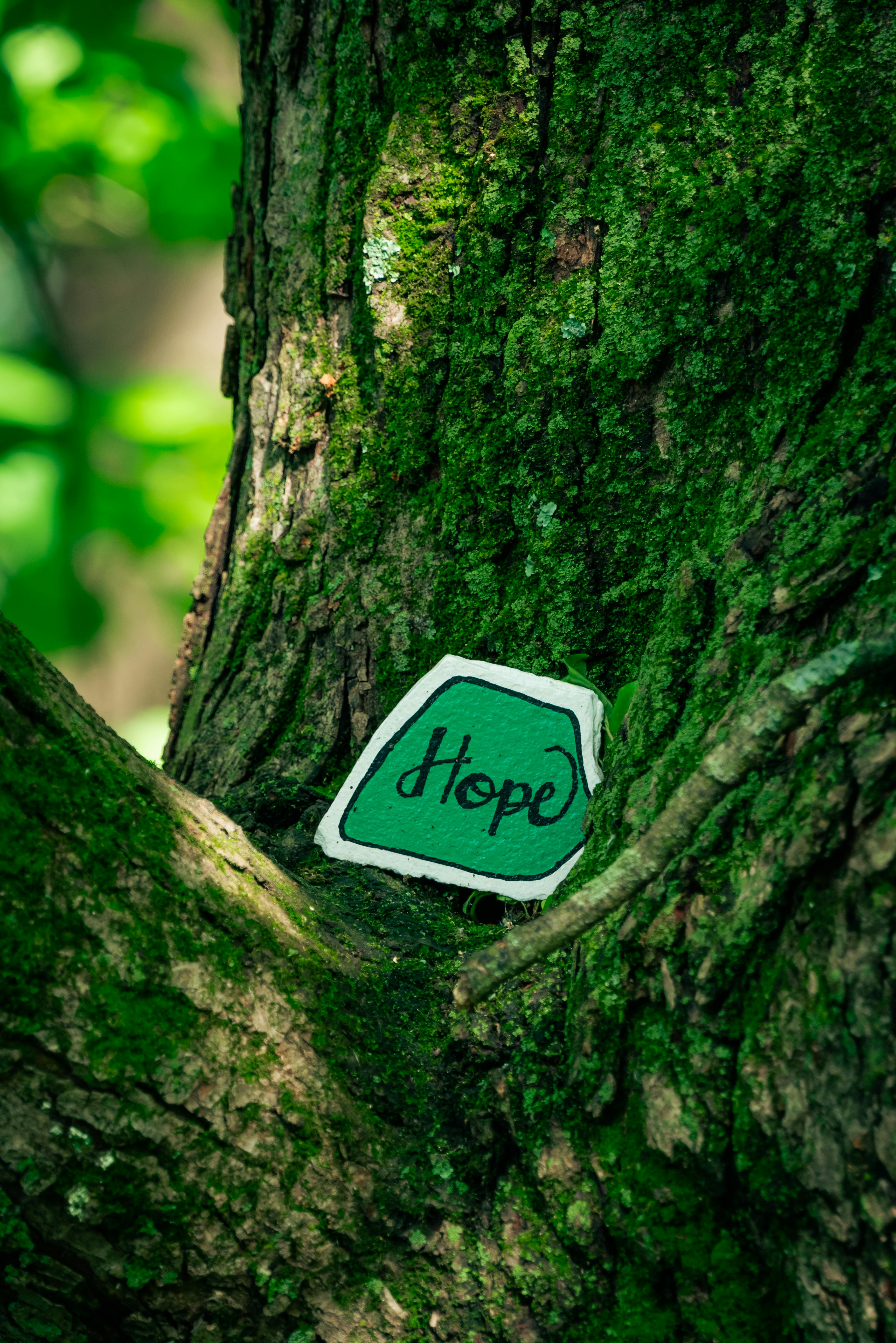 Hope Sign on Mossy Tree Trunk