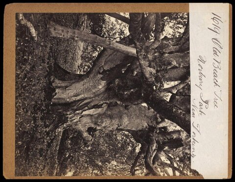 Old Beech Tree at Norbury Park