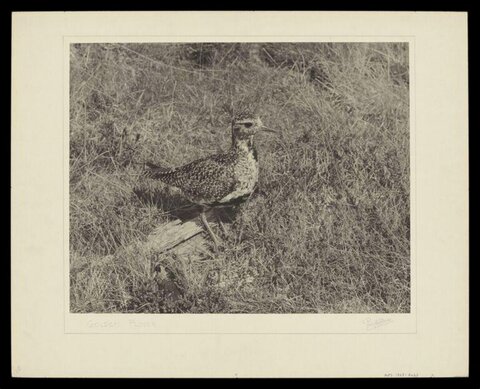 Golden Plover In Dry Grass