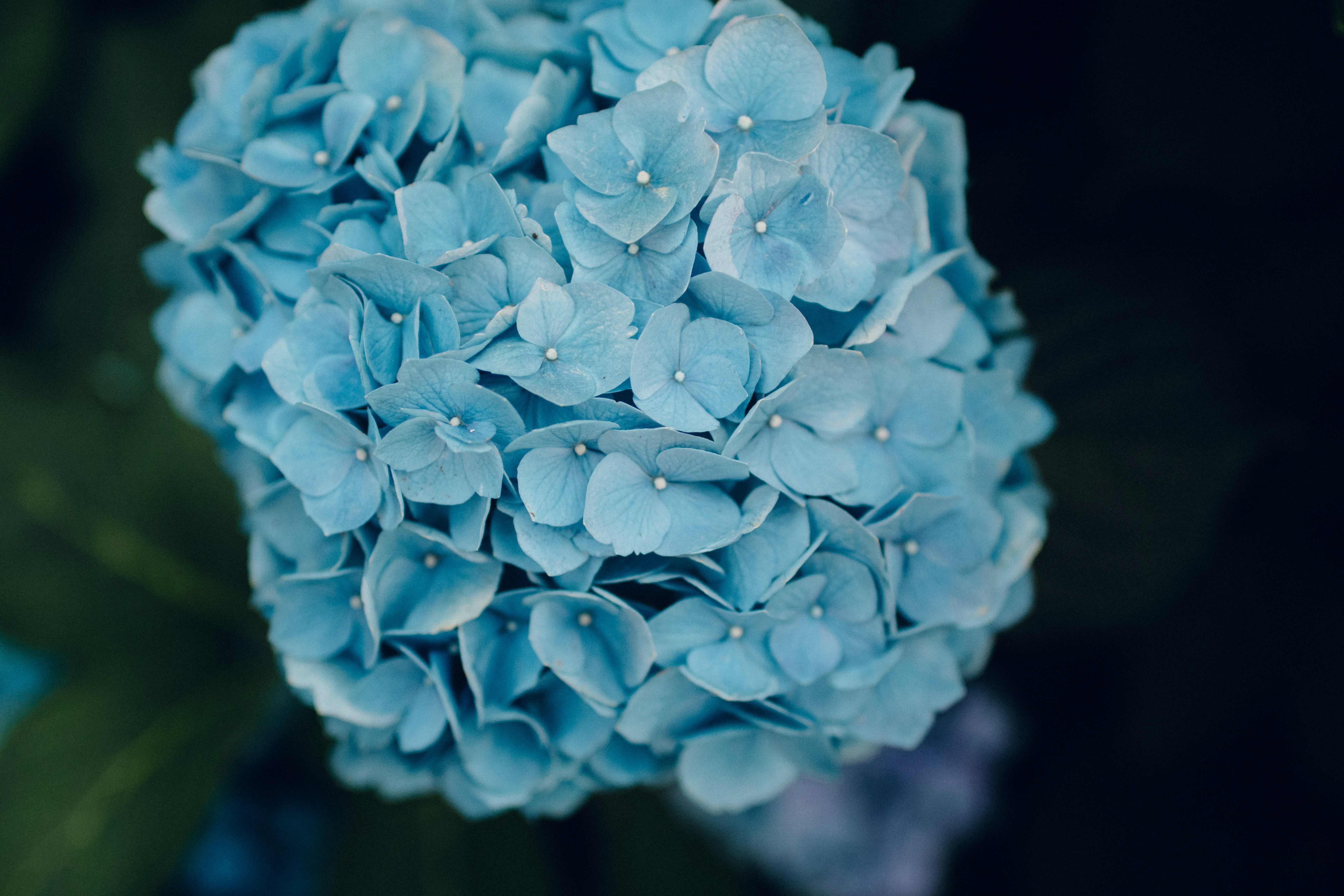 Close-up of Blue Hydrangea