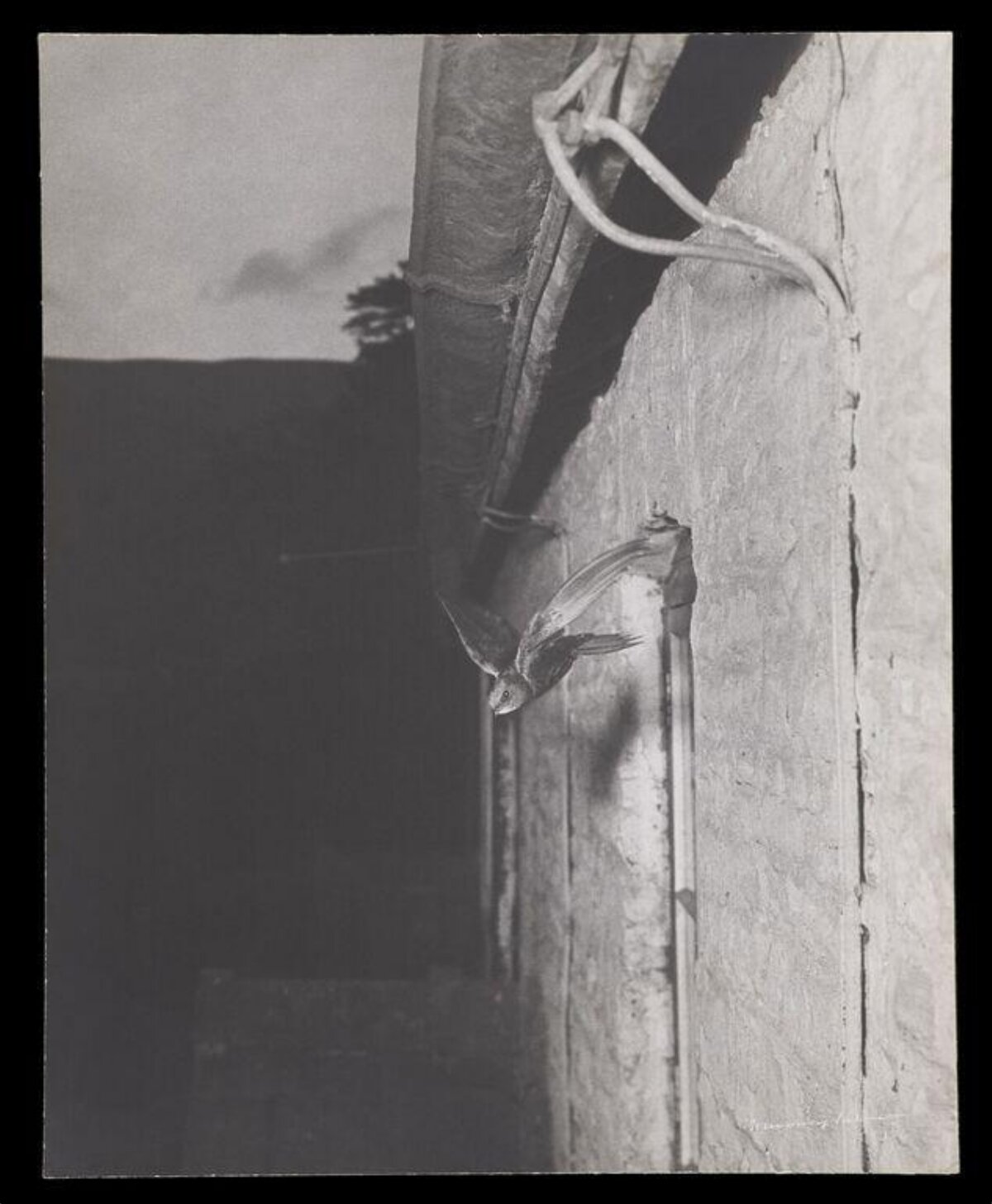 Swift Leaving Nest on Building Wall