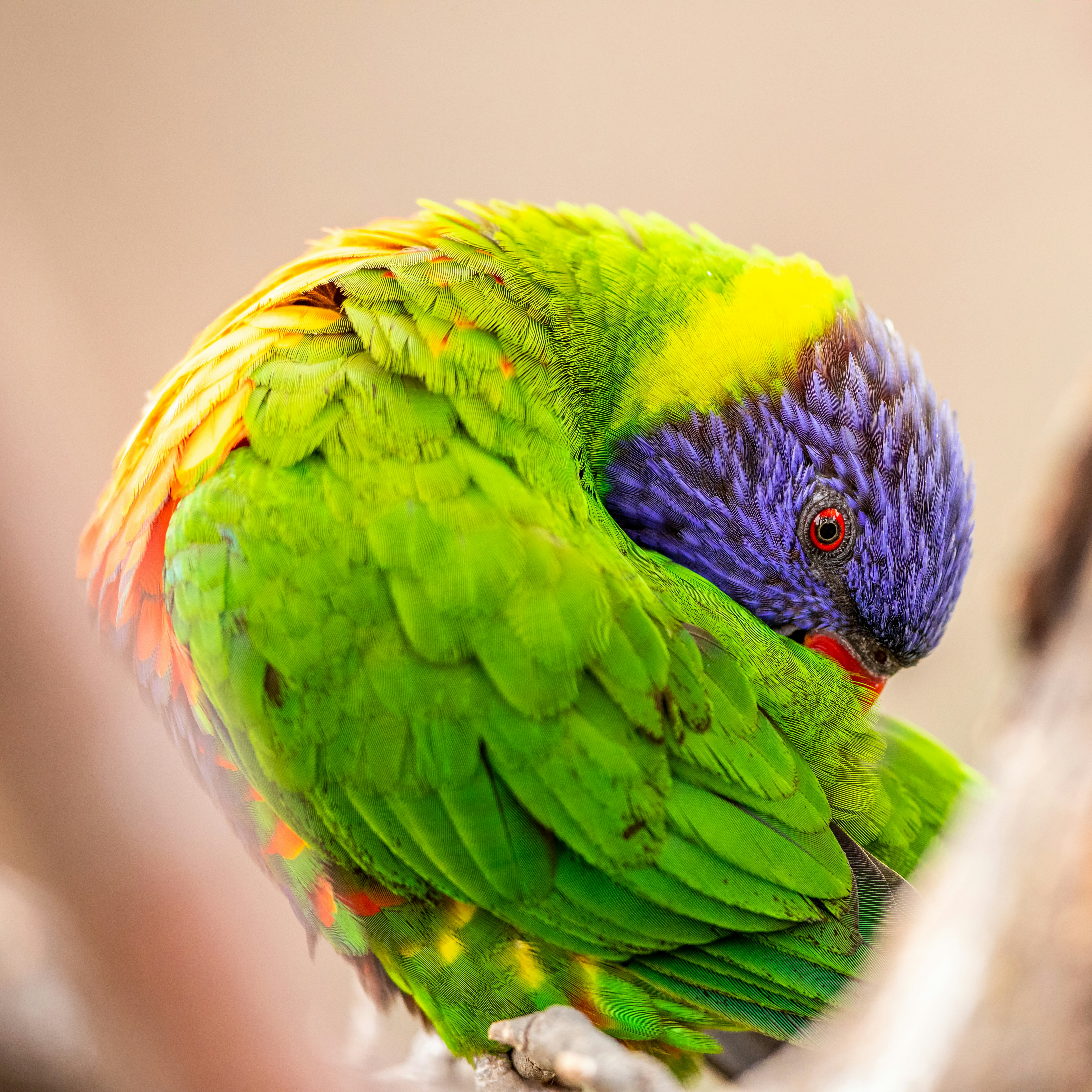 Rainbow Lorikeet Preening Feathers