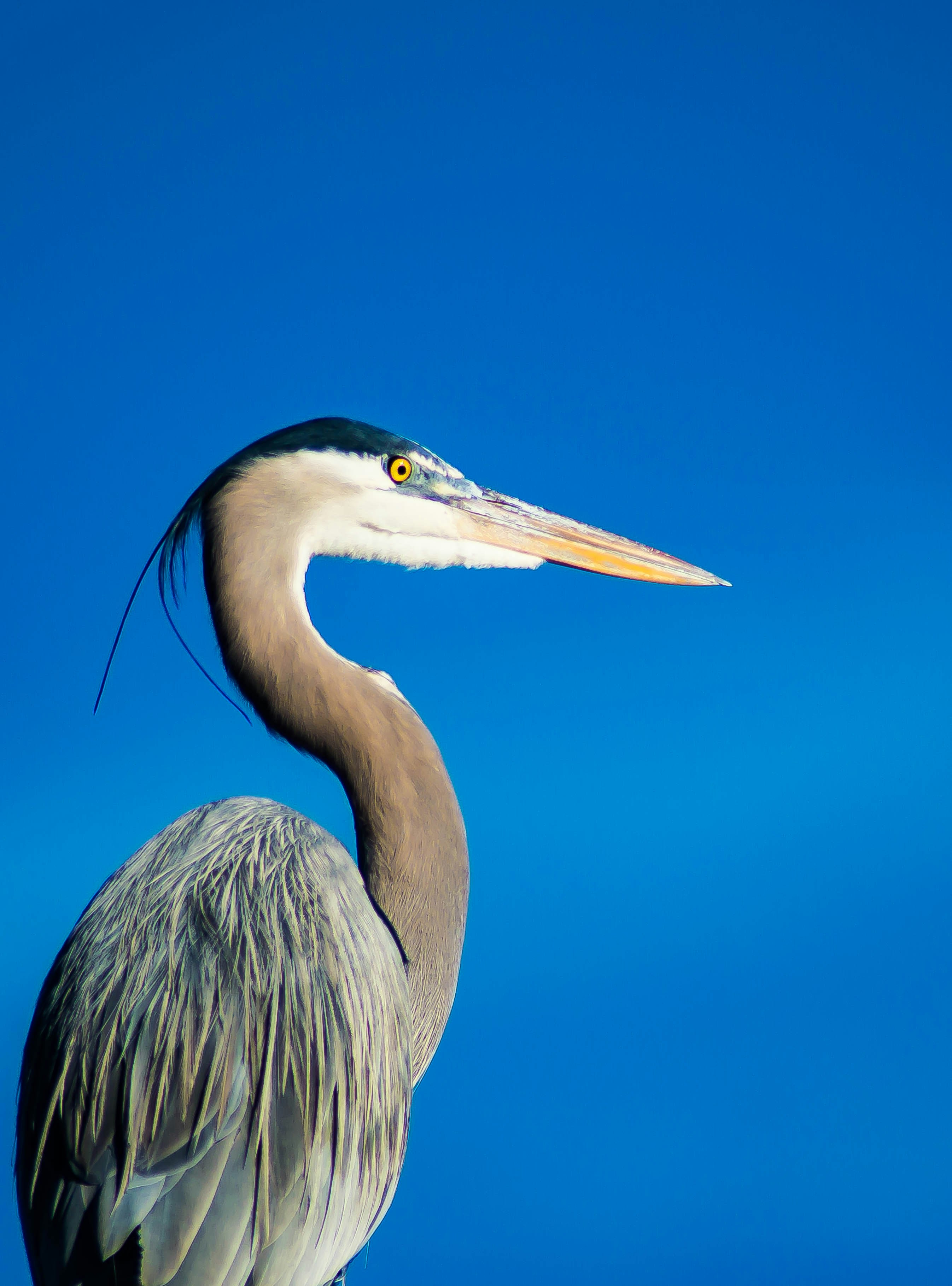 Great Blue Heron Against Blue Sky