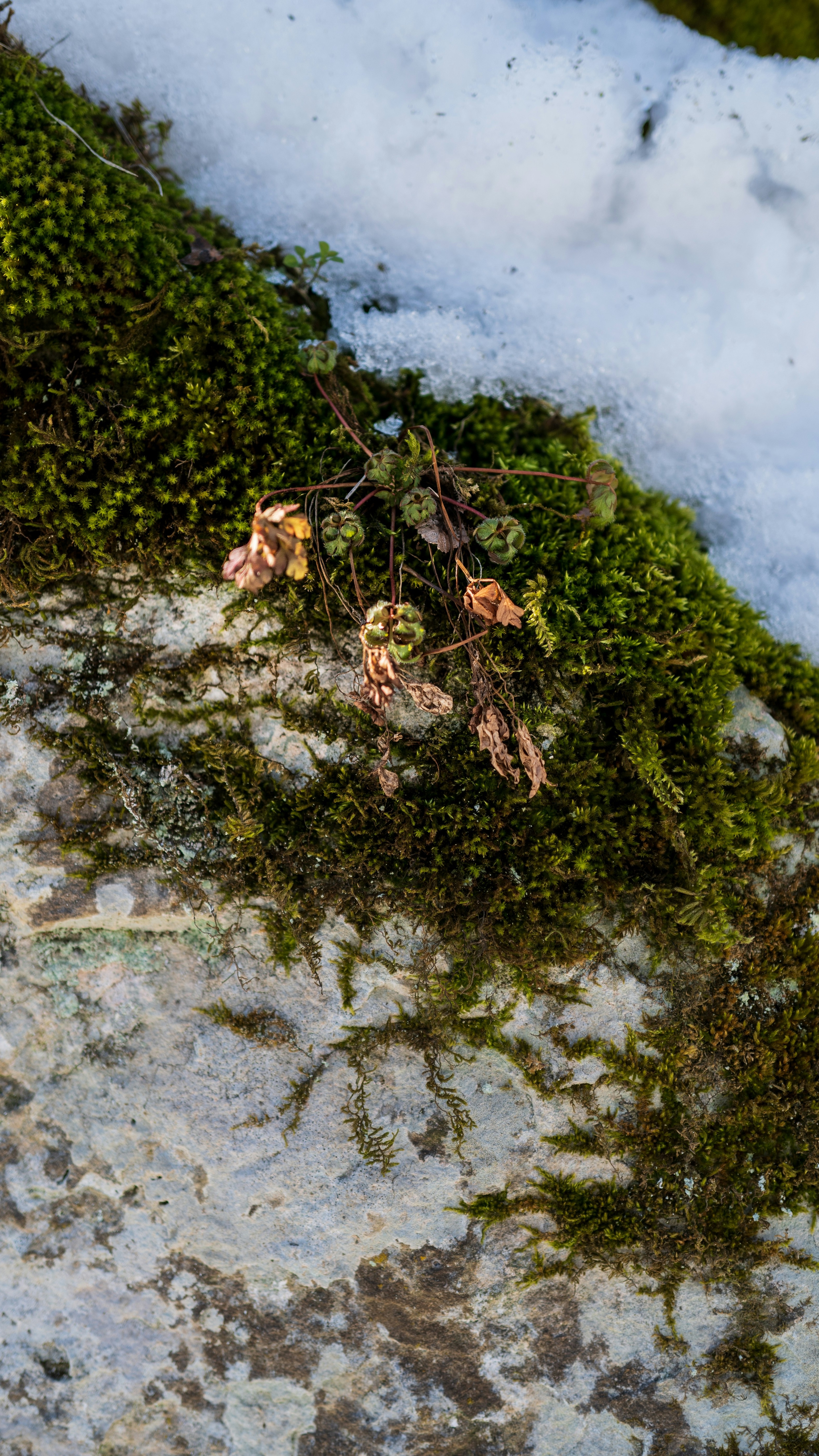Mossy Rock with Winter Snow