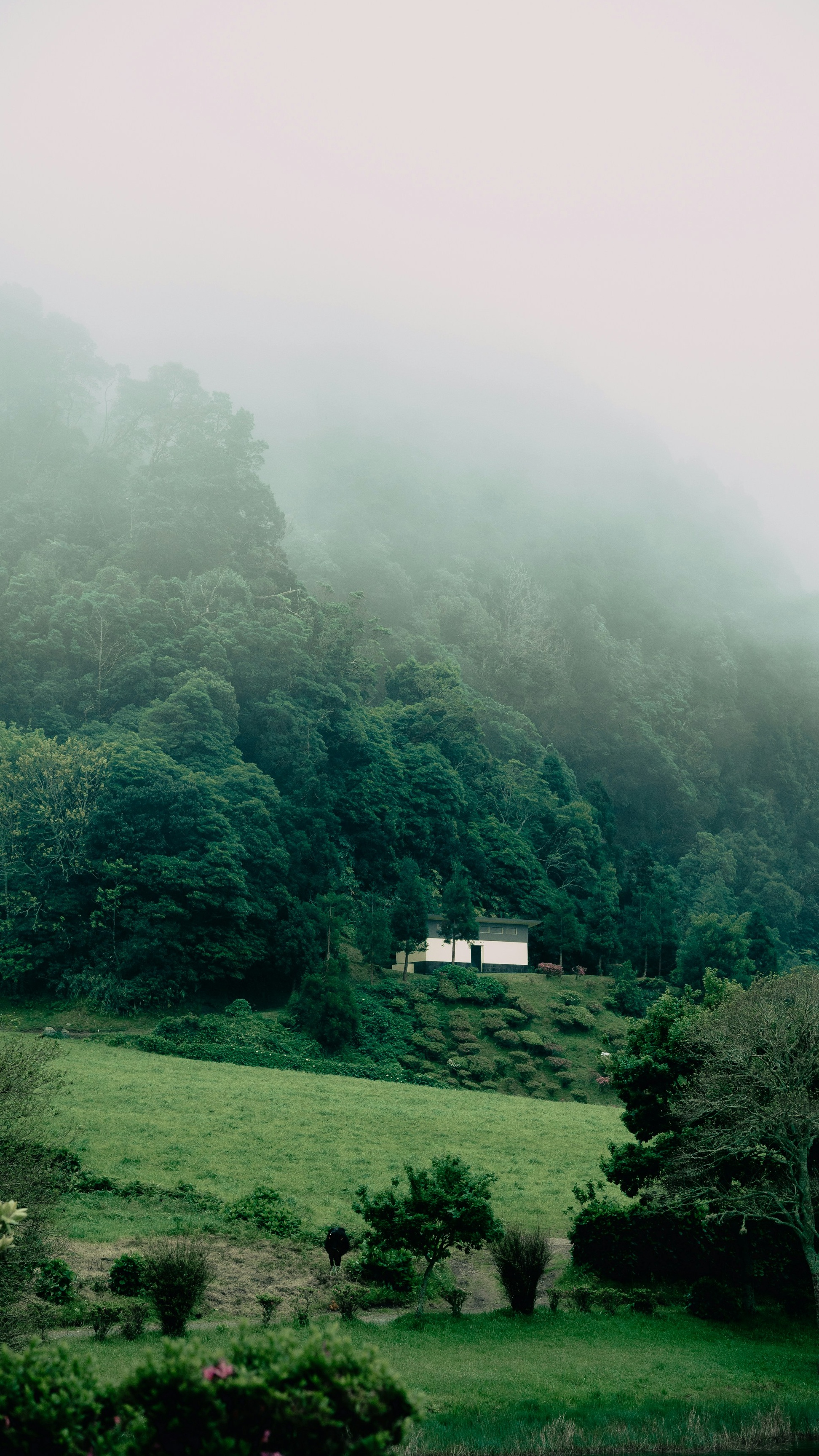 Foggy Forested Hillside Landscape