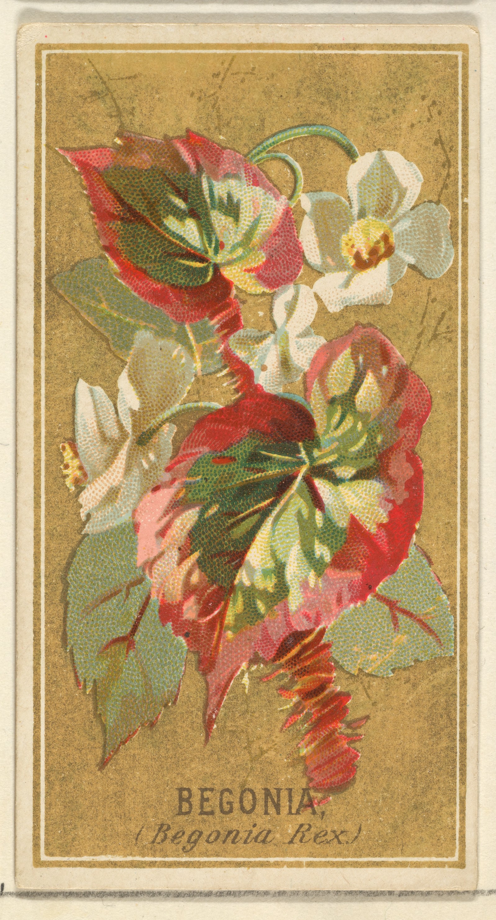 Vintage Illustration of Begonia Rex