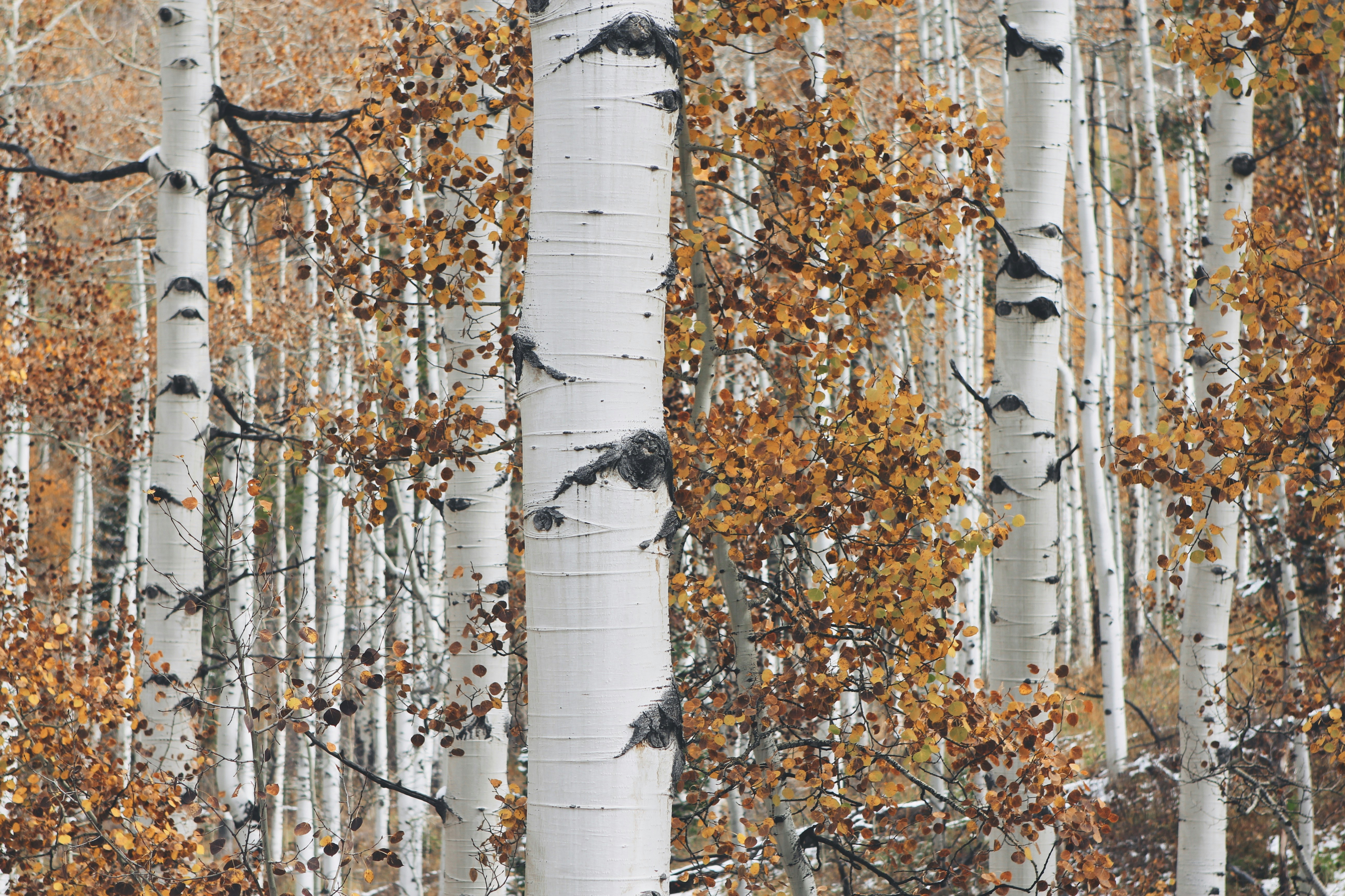 Autumn Aspen Forest