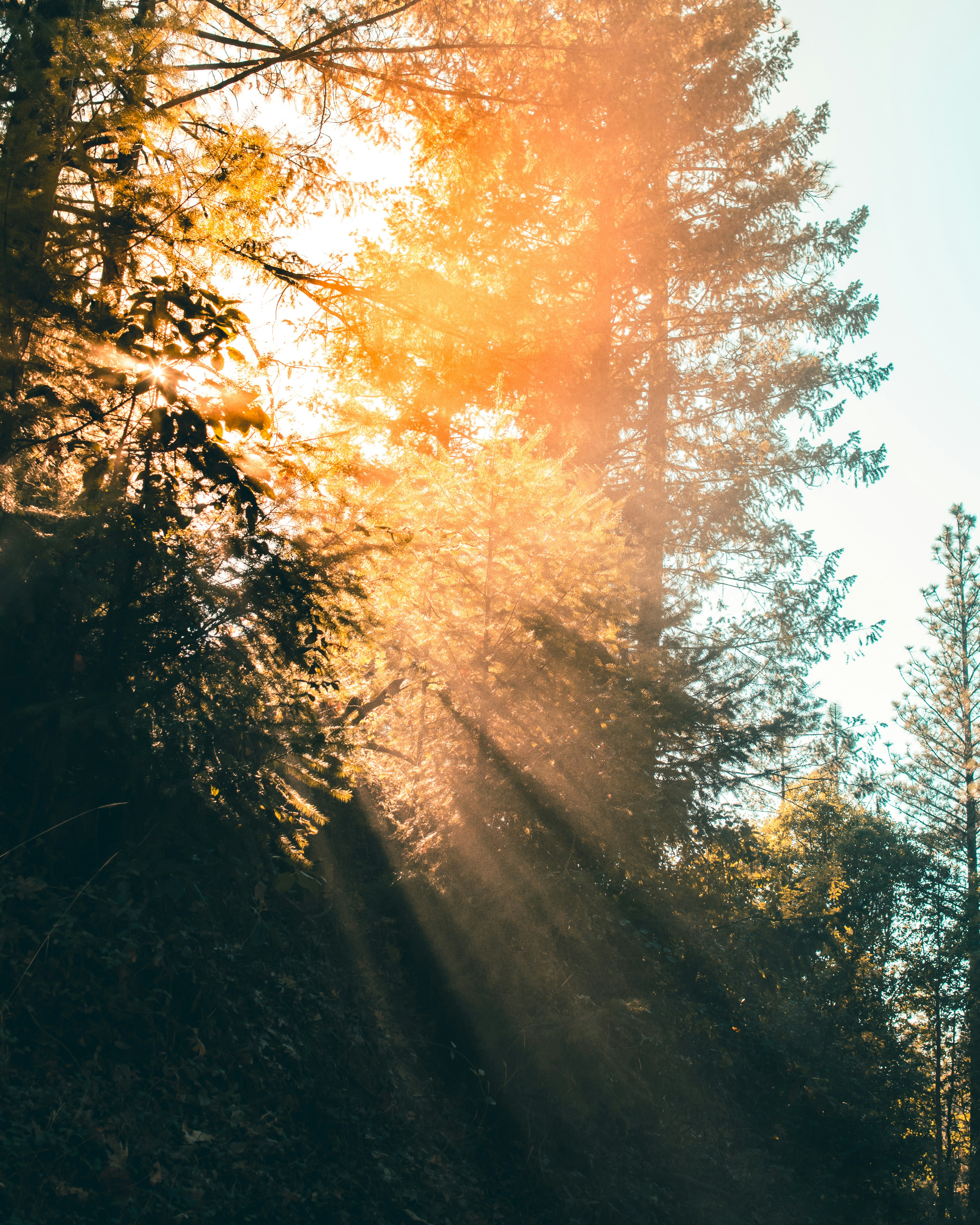 Sunlight Through Forest Trees