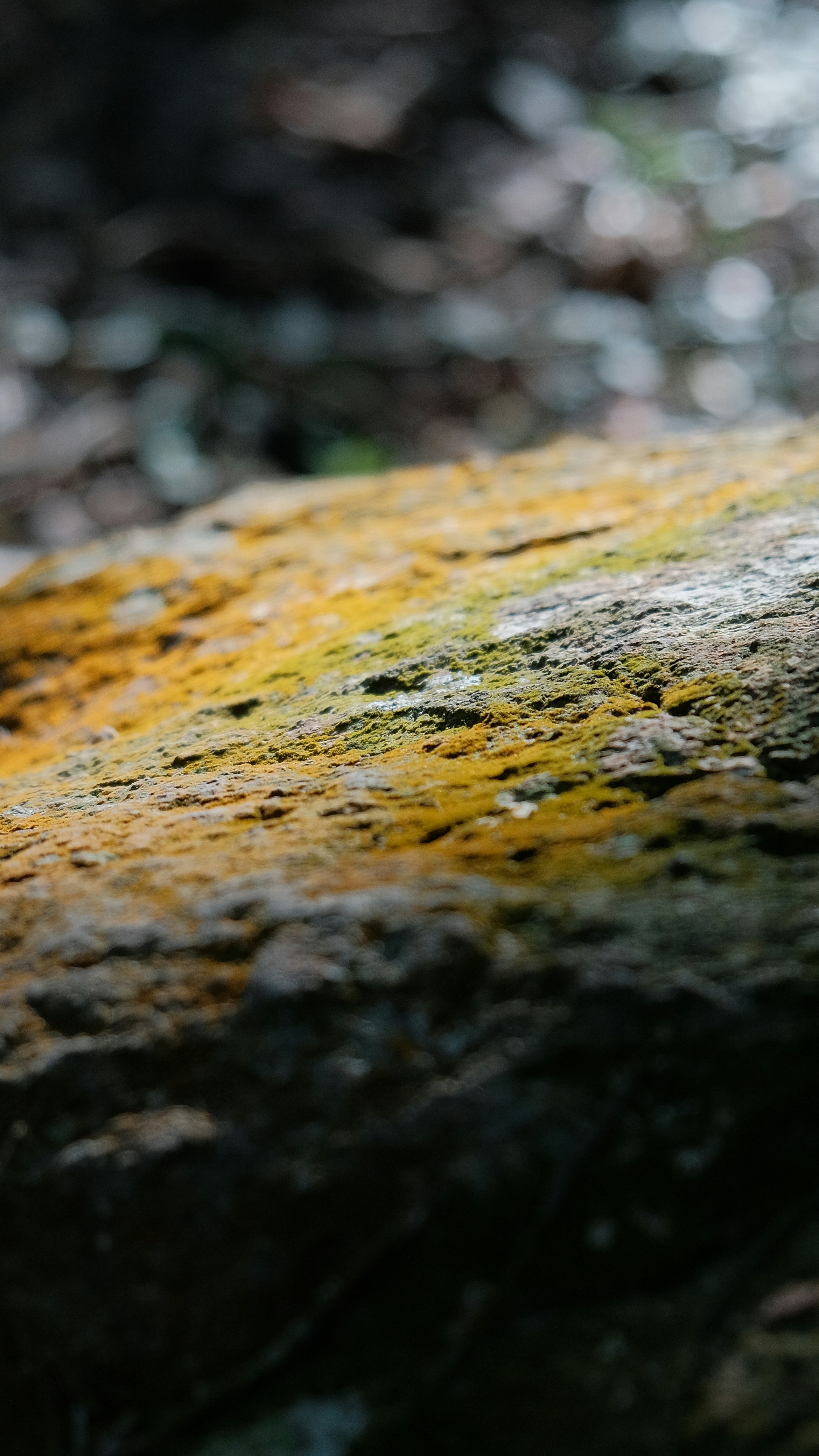 Lichen Covered Rock Close-up