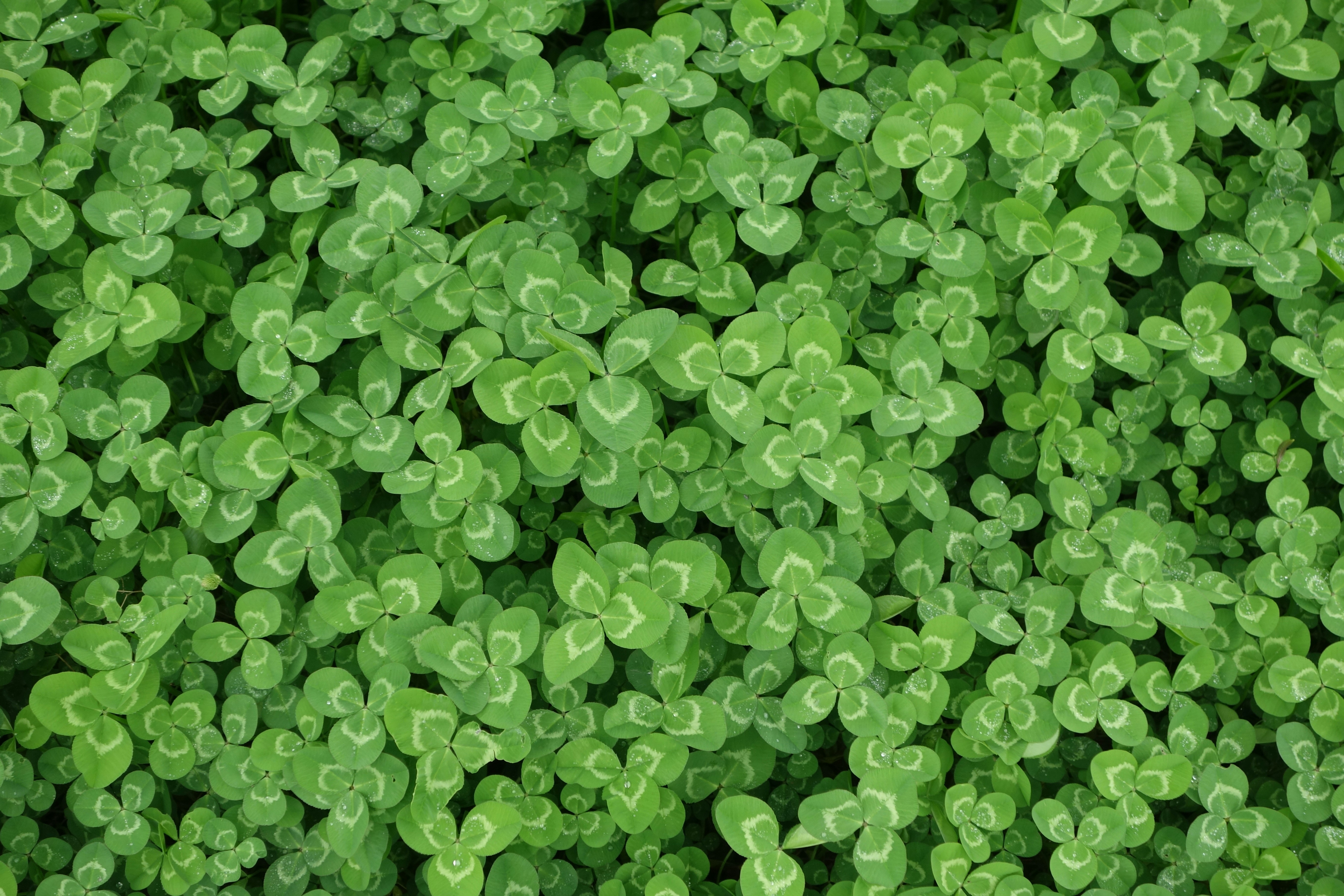 Dense White Clover Patch