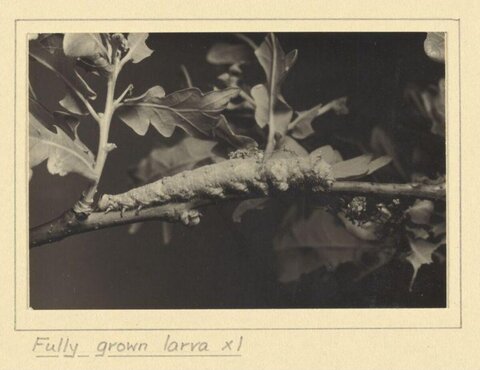 Fully Grown Larva on Tree Branch