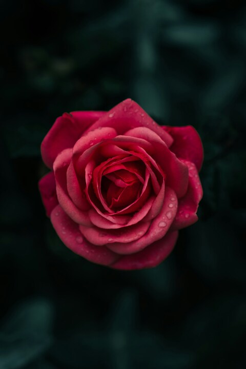 Red Rose with Water Droplets