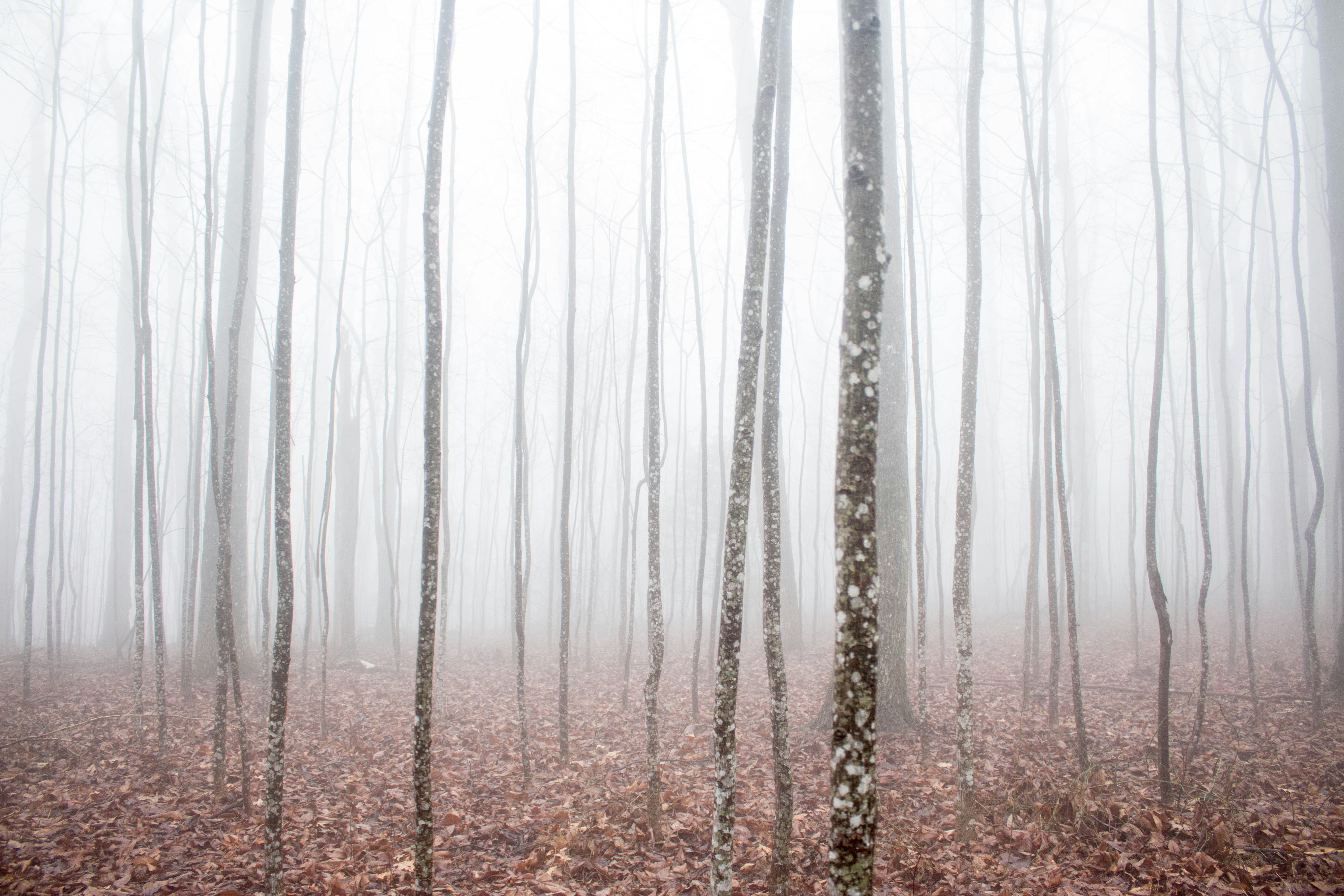 Foggy Forest With Bare Trees