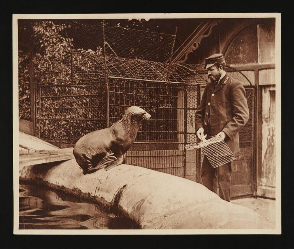 Zookeeper Feeding Sea Lion at Zoo