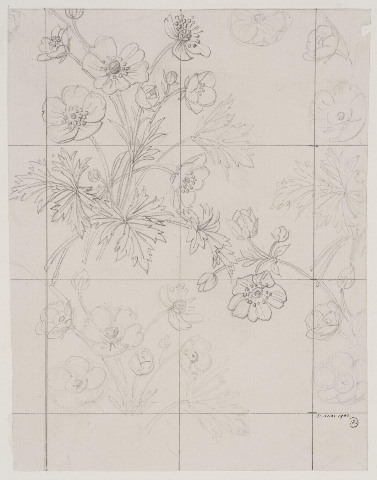 Pencil Sketch of Anemone Flower Pattern