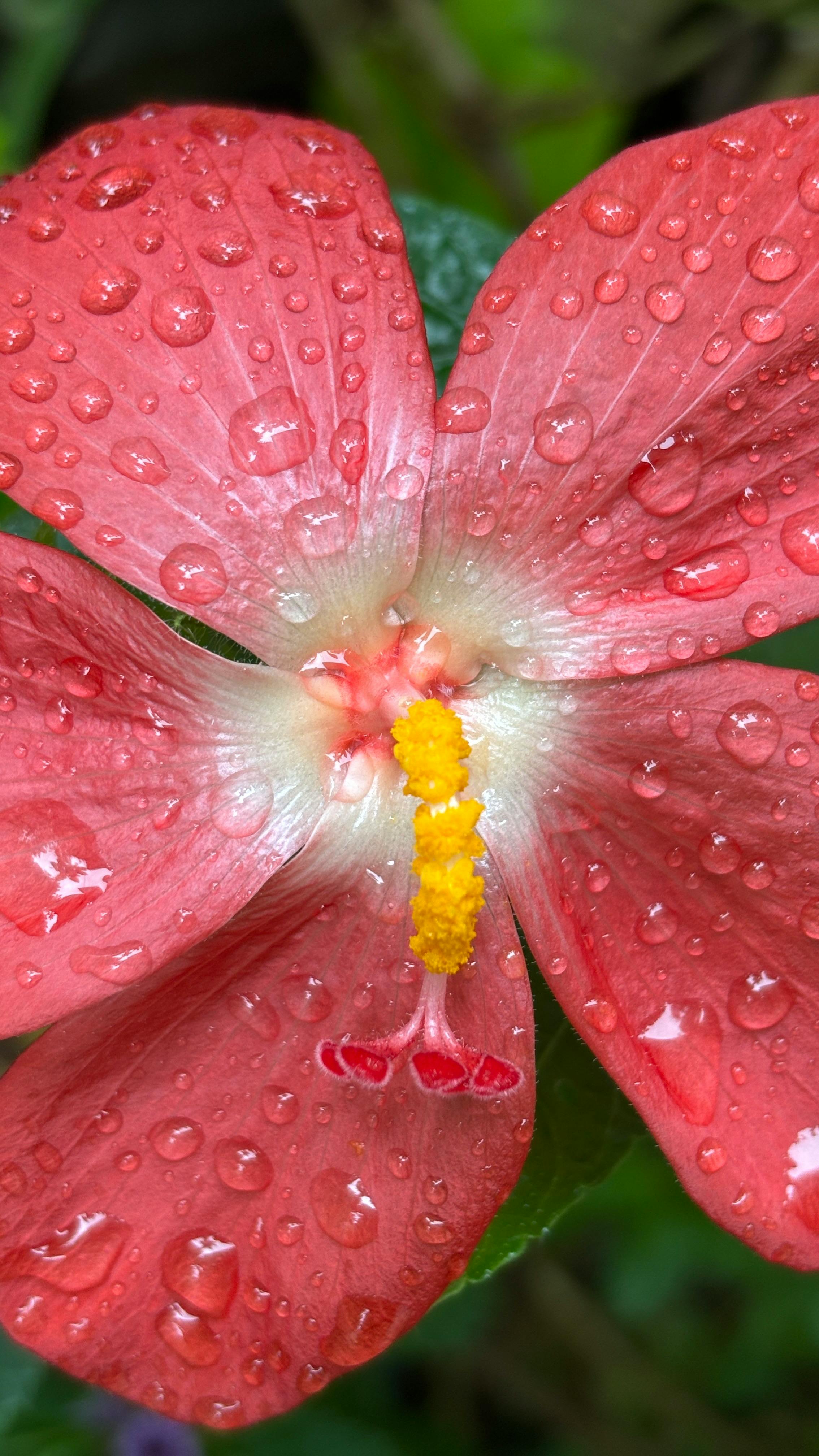 Red Flower With Water Droplets